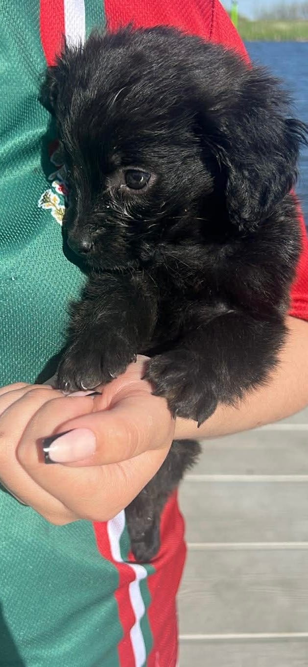 Little – Shihpoo puppy for sale in Hampton, IA