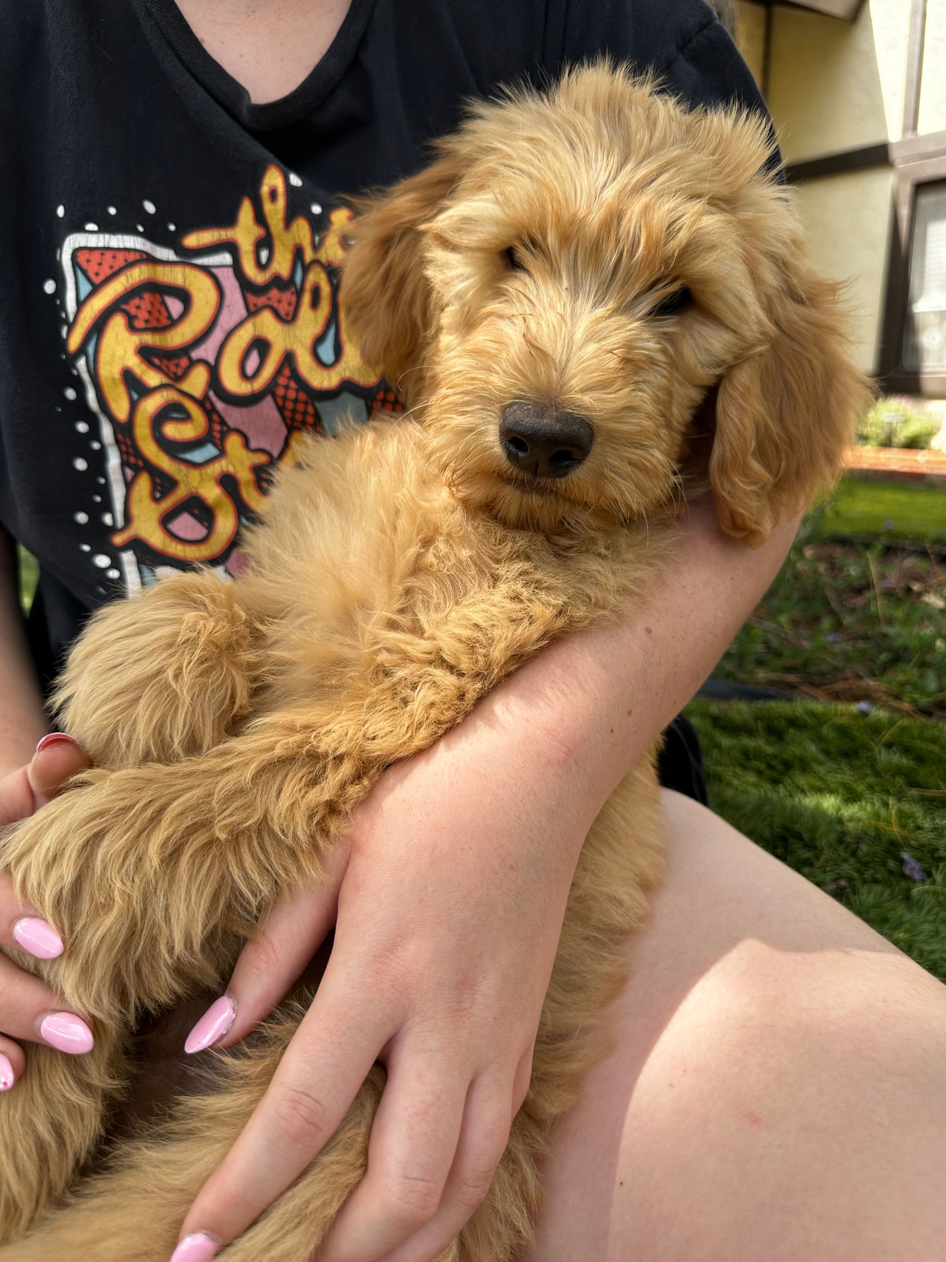 Jasper – Goldendoodle puppy for sale in San Diego, CA