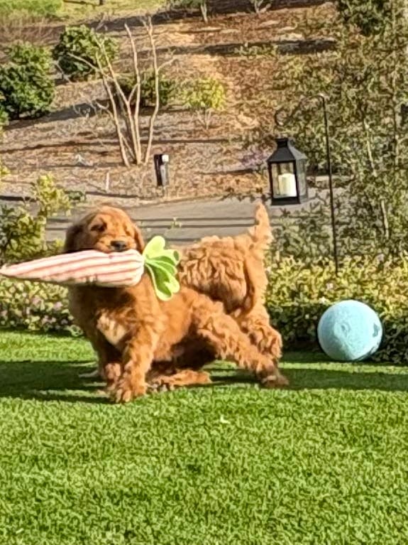Augusta – Goldendoodle puppy for sale in San Diego, CA