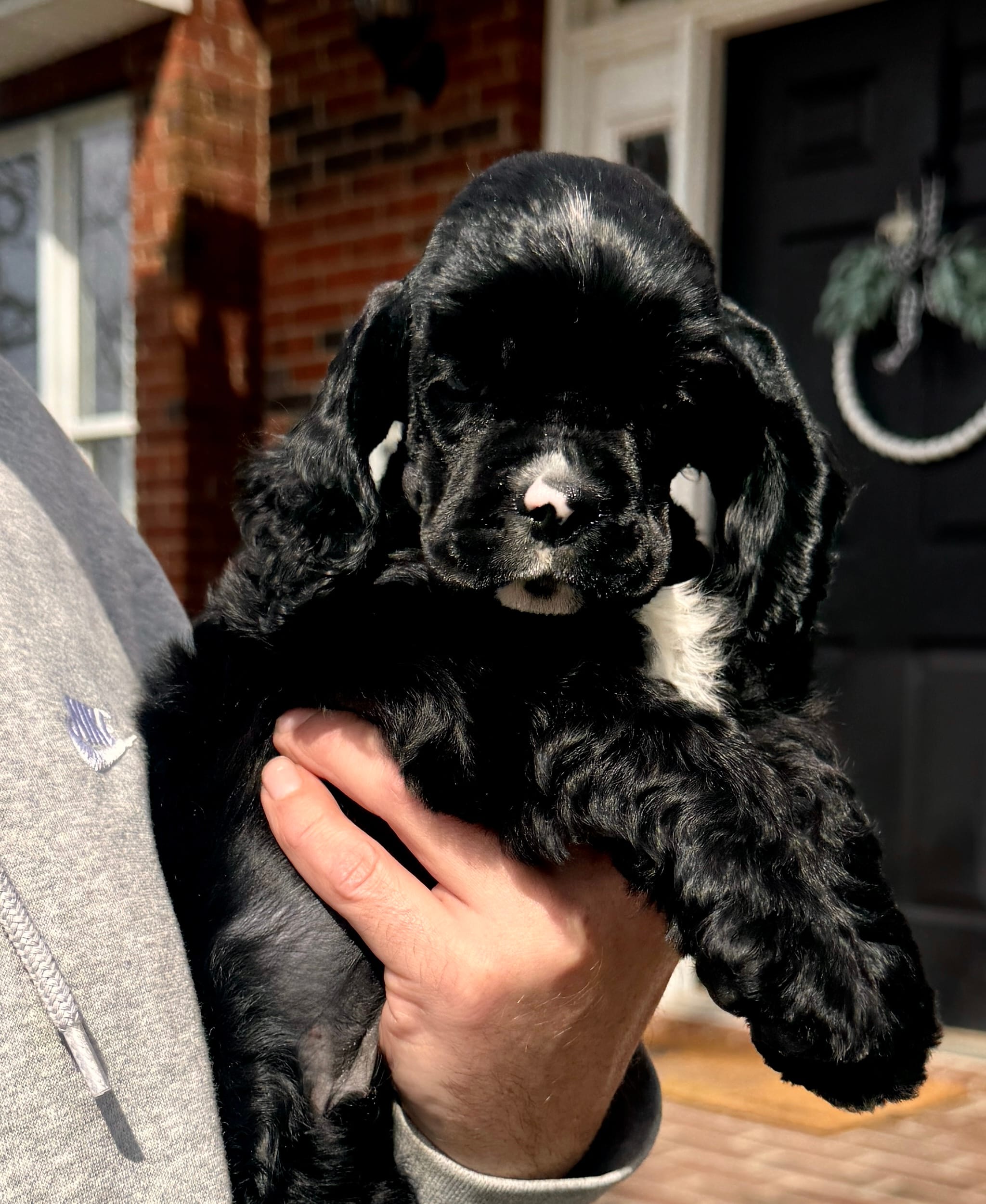 Micah – Cocker Spaniel puppy for sale in Ashland, KY
