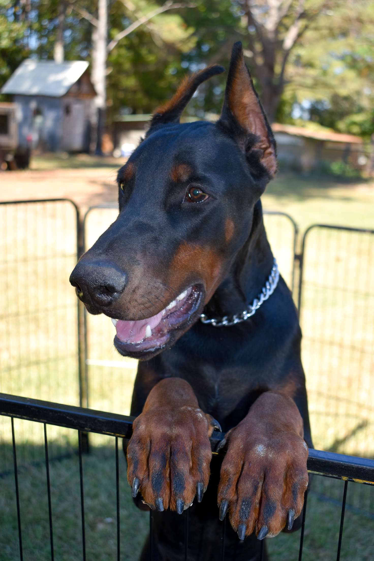 Black male – Doberman Pinscher puppy for sale in Corinth, MS