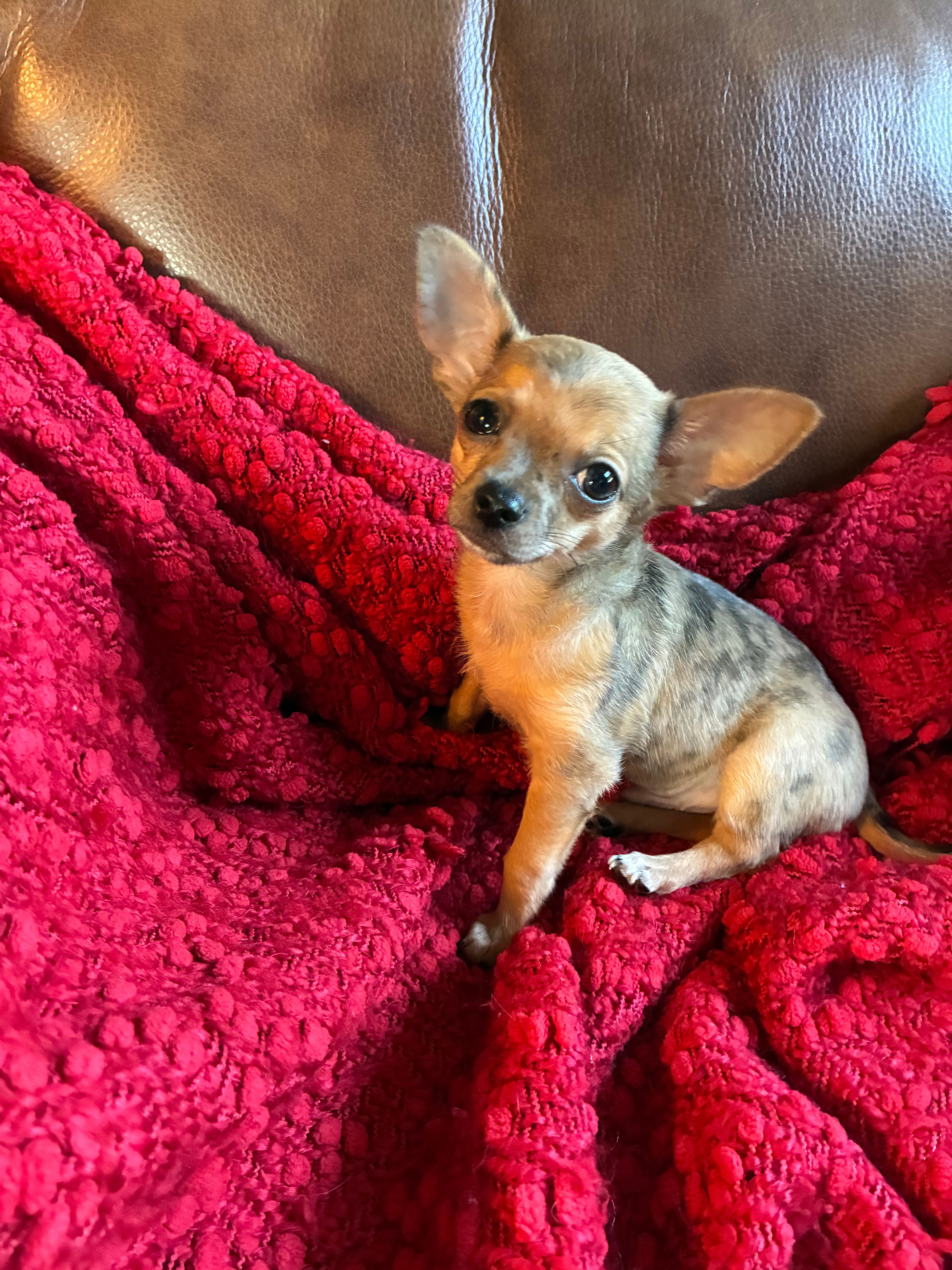 Charlie – Chihuahua puppy for sale in Wildwood, GA
