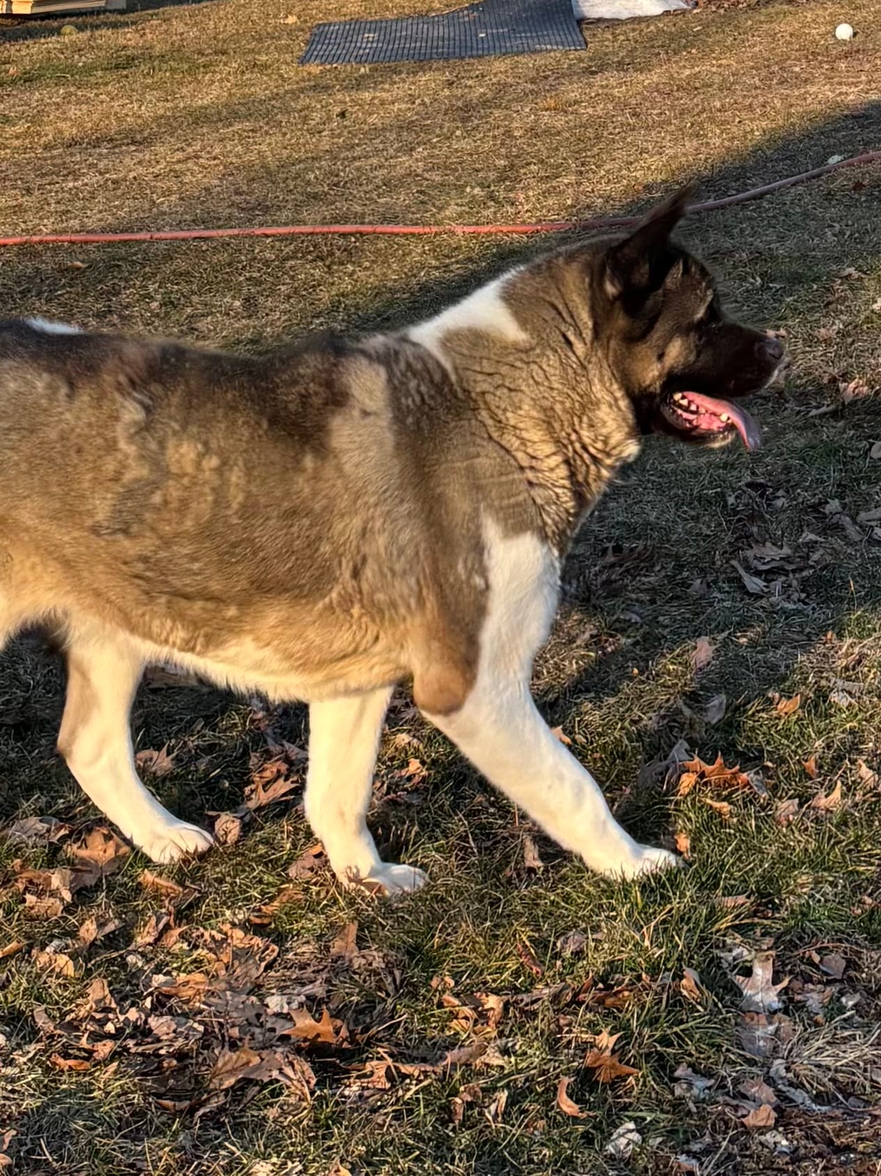 Mocha – Akita puppy for sale in Elizabethville, PA