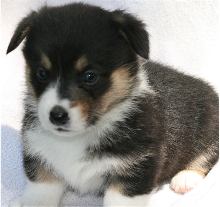 Female 1 – Pembroke Welsh Corgi puppy for sale in Reedsburg, WI