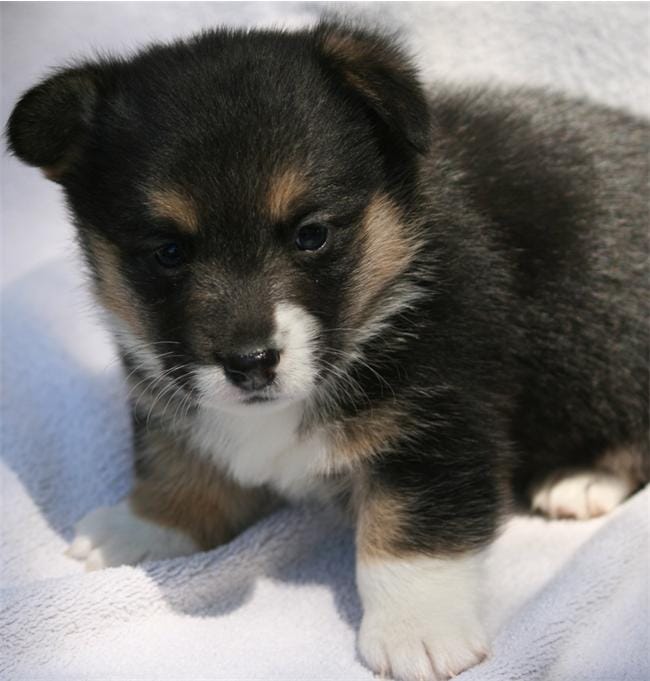 Female 2  – Pembroke Welsh Corgi puppy for sale in Reedsburg, WI