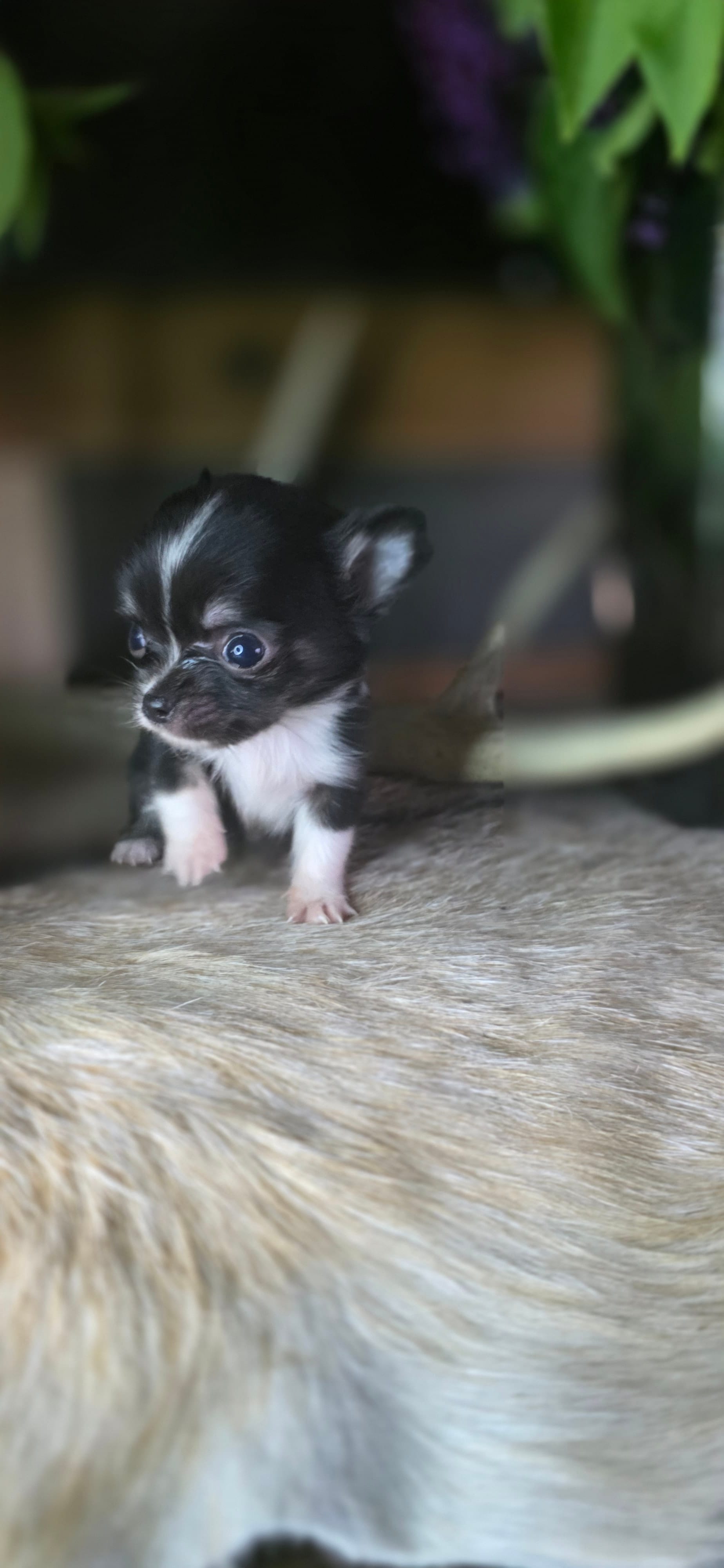 Black small – Chihuahua puppy for sale in Grass Lake, MI
