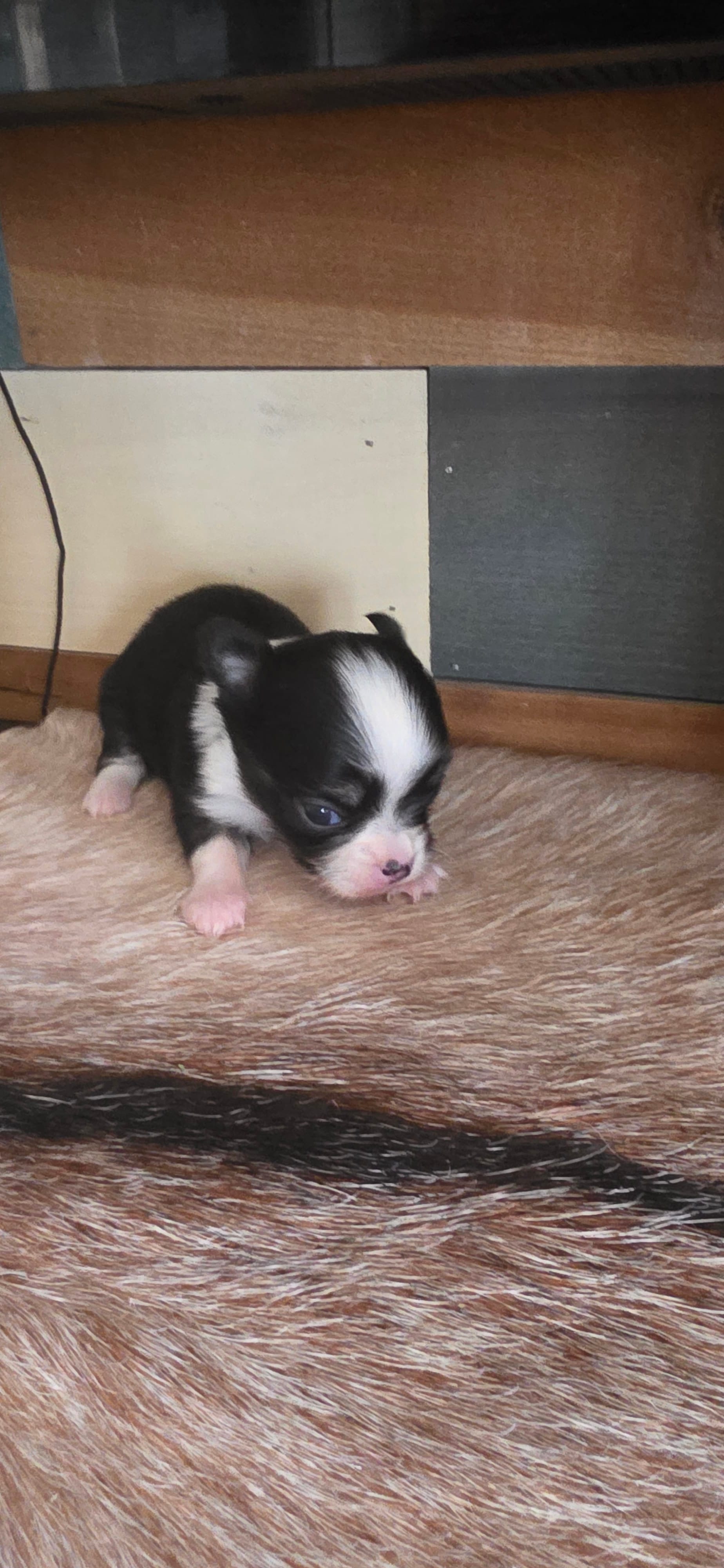 Black tiny male  – Chihuahua puppy for sale in Grass Lake, MI