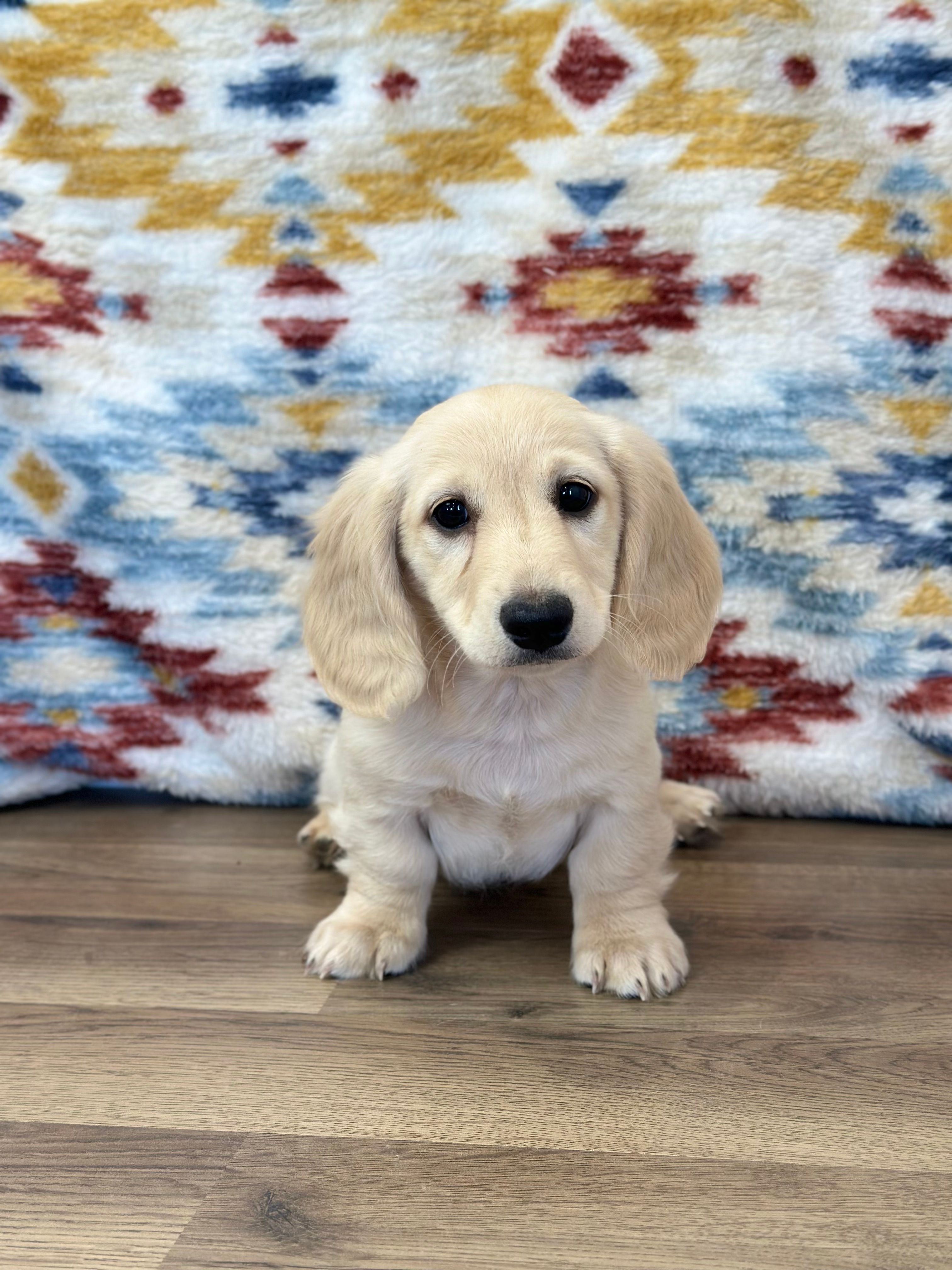 Martin – Miniature Dachshund puppy for sale in Memphis, MO