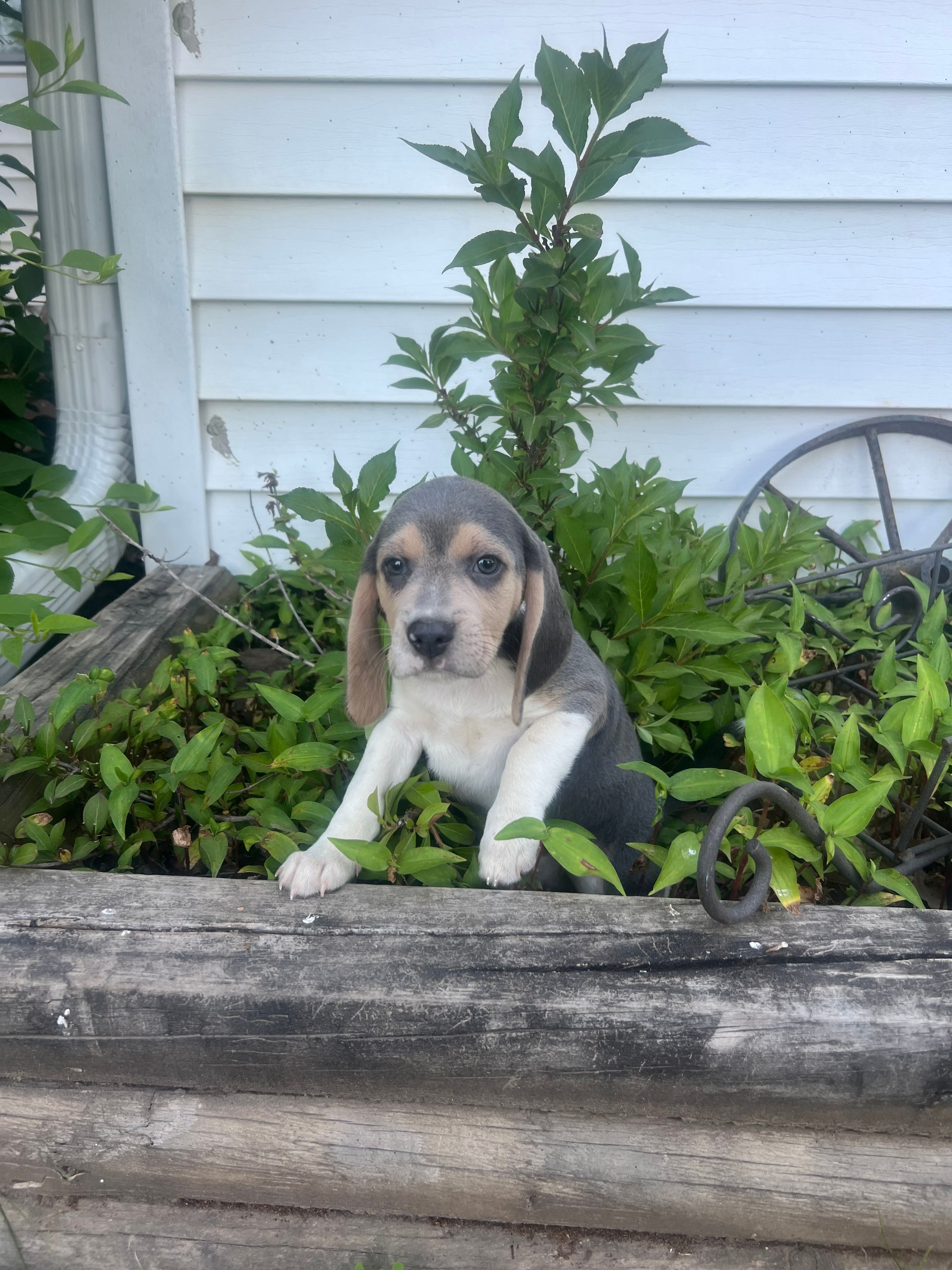 Rambo – Beagle puppy for sale in West Plains, MO