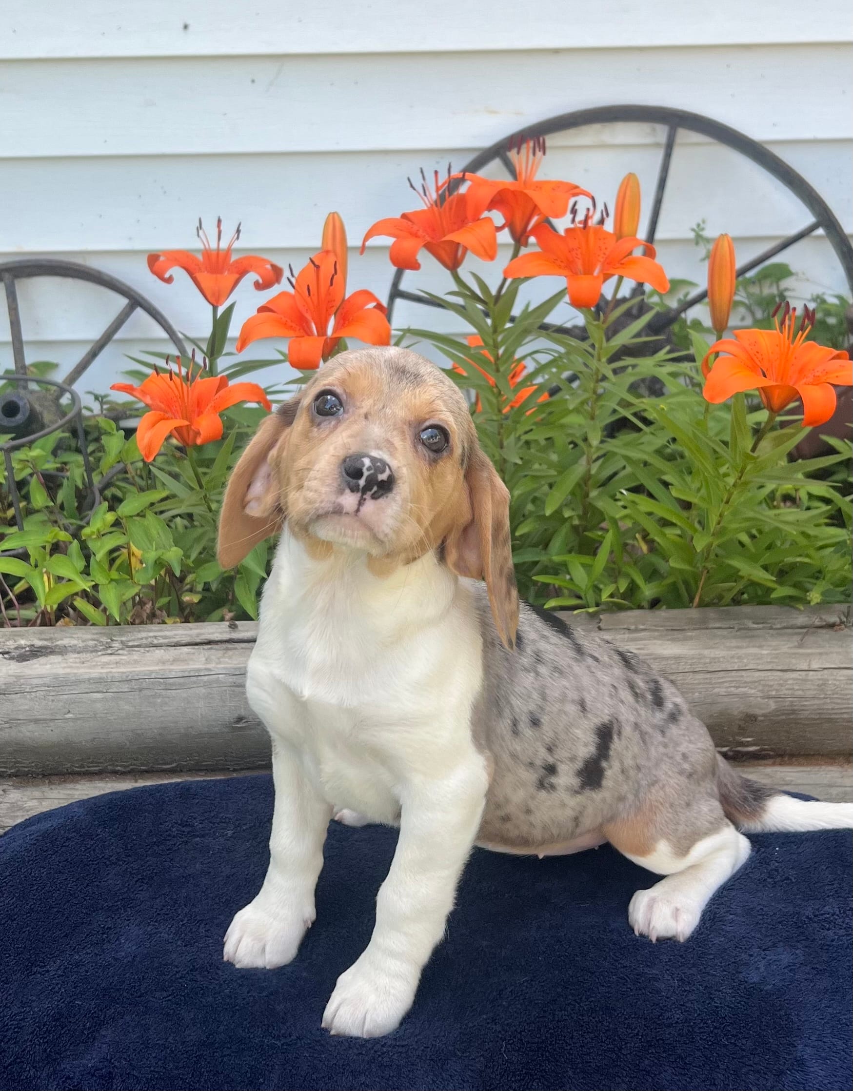 Ella – Beagle puppy for sale in West Plains, MO
