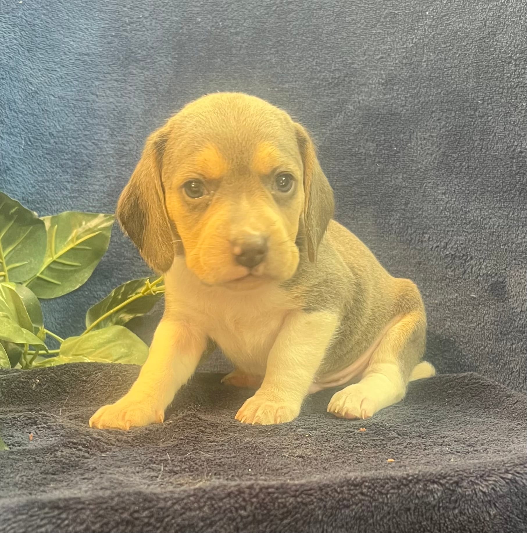 Rambo – Beagle puppy for sale in West Plains, MO