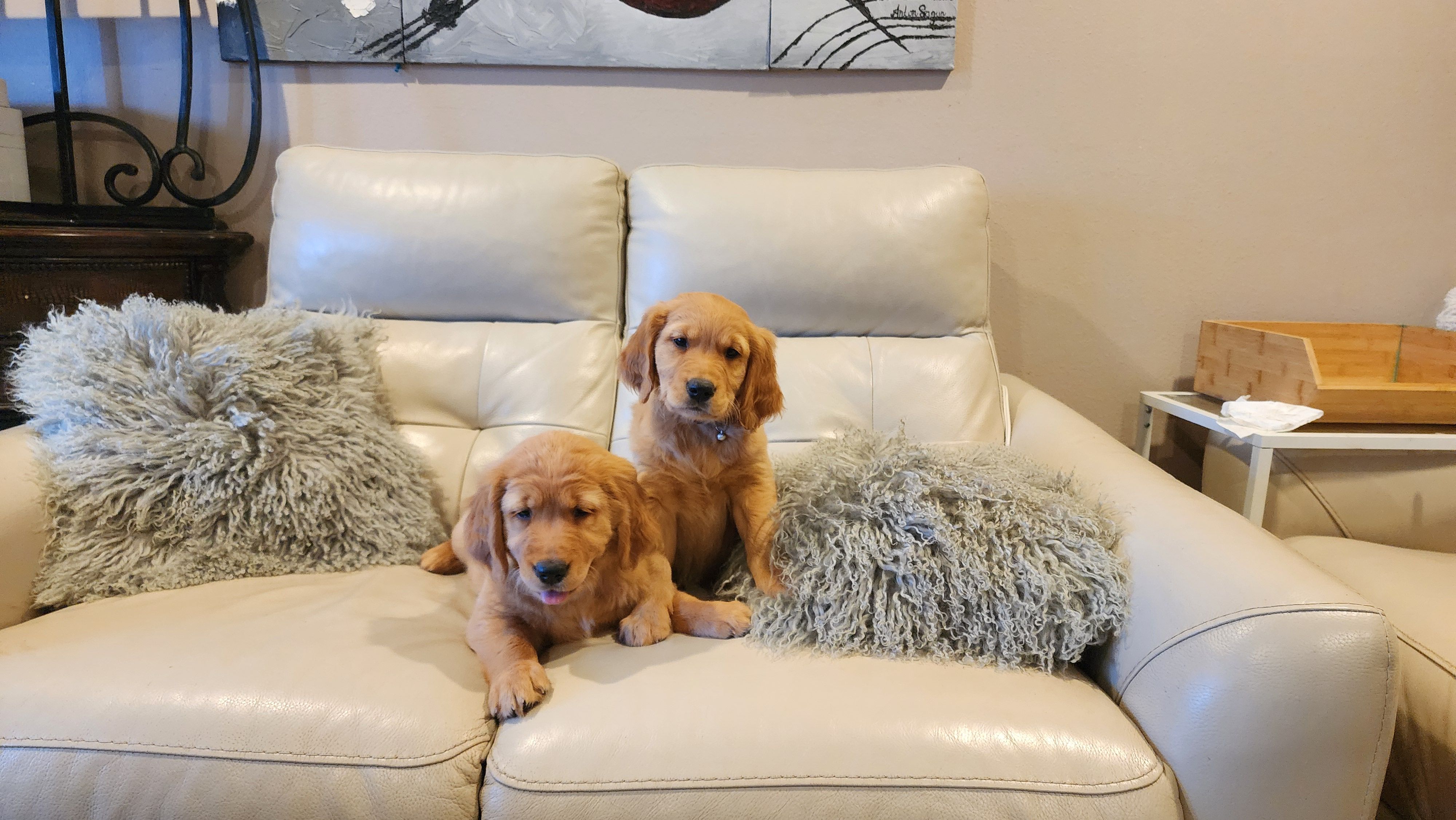 AKC Female Golden Retriever – Golden Retriever puppy for sale in Vancouver, WA
