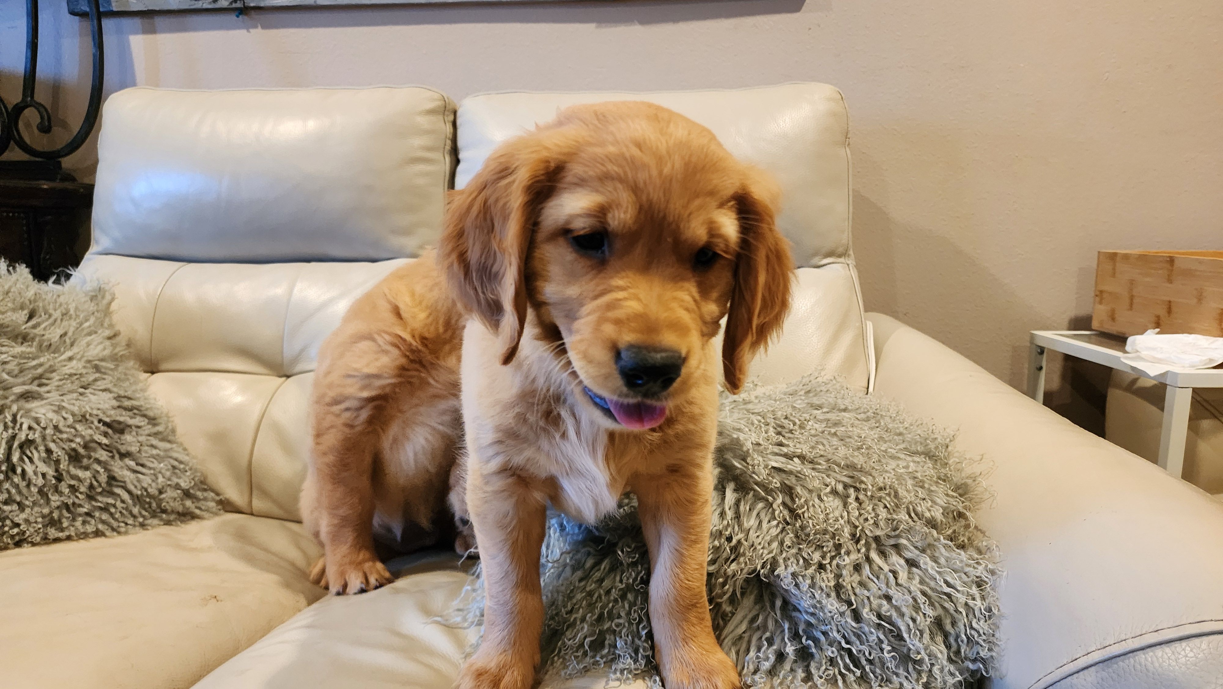 Energetic Golden Retriever Puppy – Golden Retriever puppy for sale in Vancouver, WA