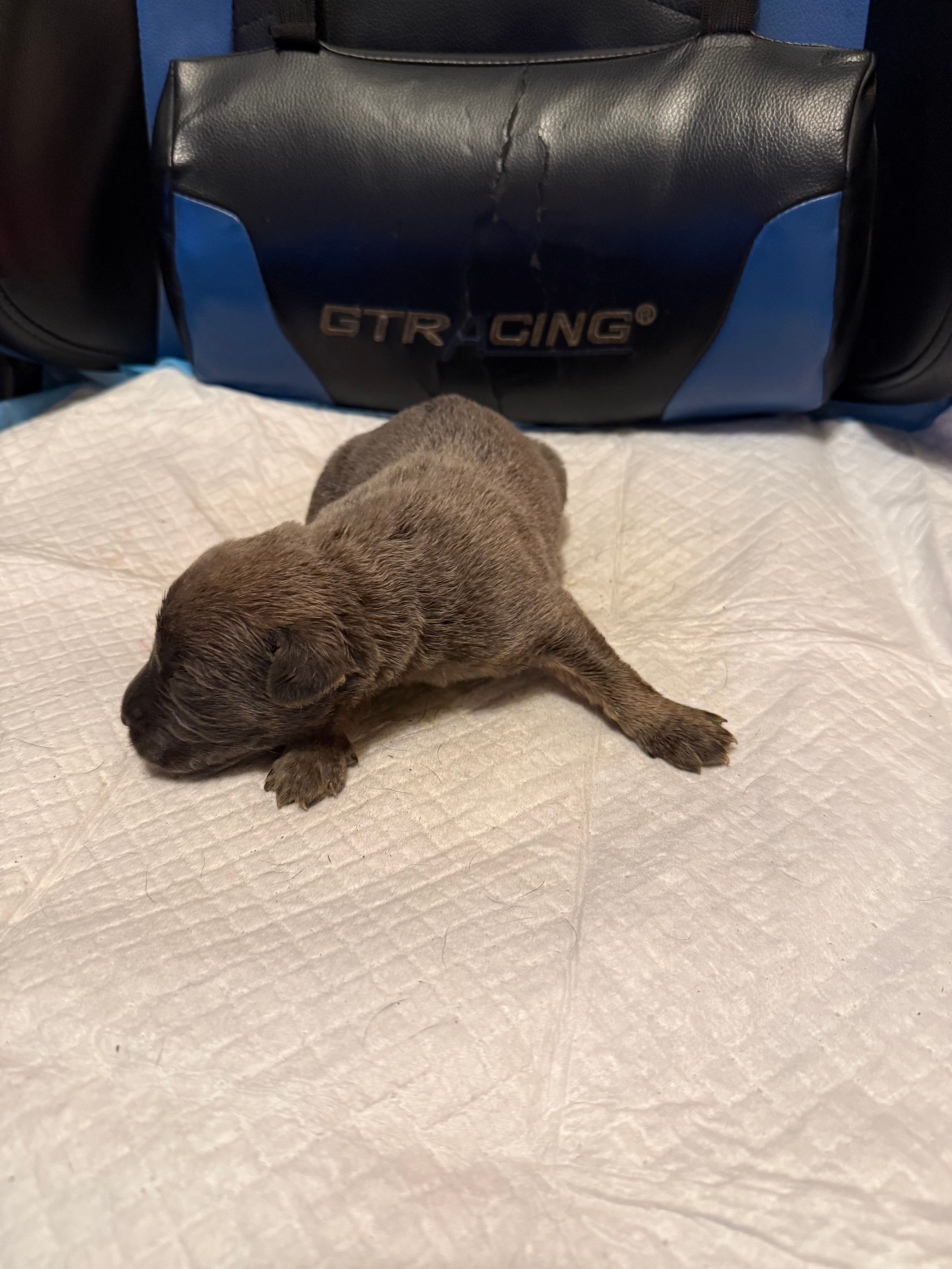 Sage – Cane Corso puppy for sale in Peoria, IL