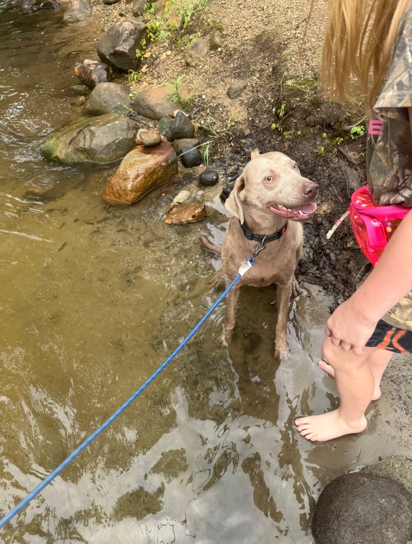 Willow – Labrador Retriever puppy for sale in Athens, MI