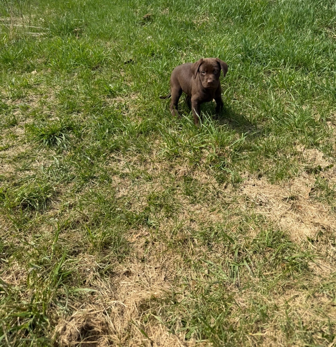 Oak – Labrador Retriever puppy for sale in Athens, MI