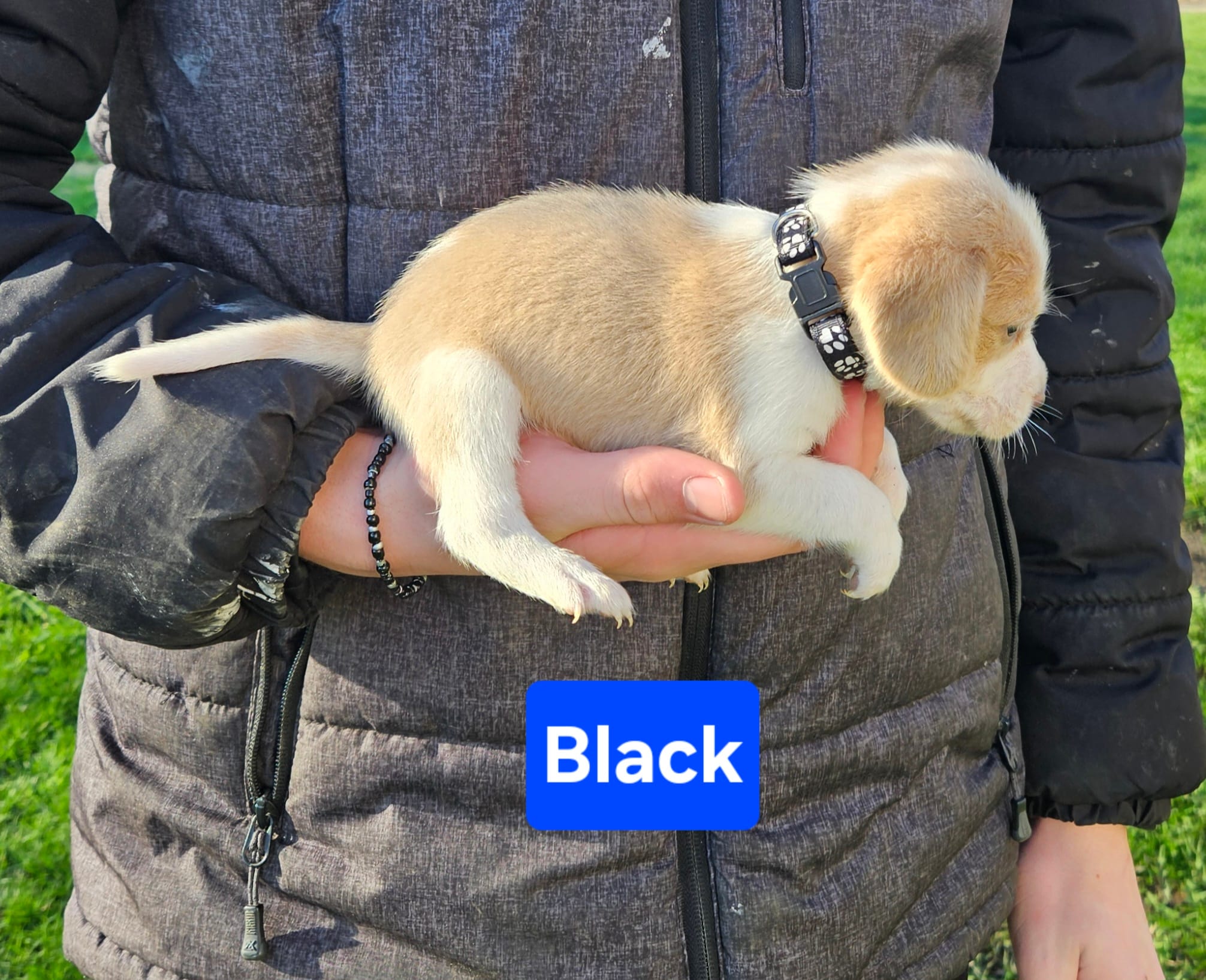 Black – Beagle puppy for sale in Groton, NY