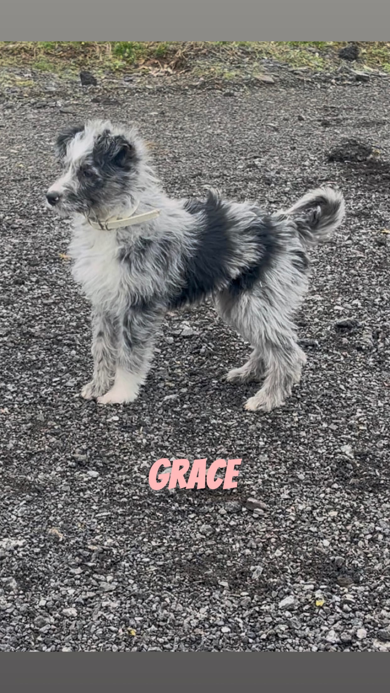 Grace  – Australian Shepherd, Poodle - Miniature  puppy for sale in Webster, NY