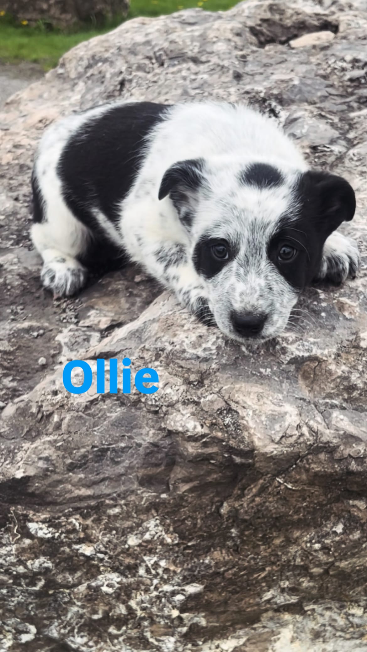 Ollie – Australian Shepherd, Border Collie puppy for sale in East Rochester, NY