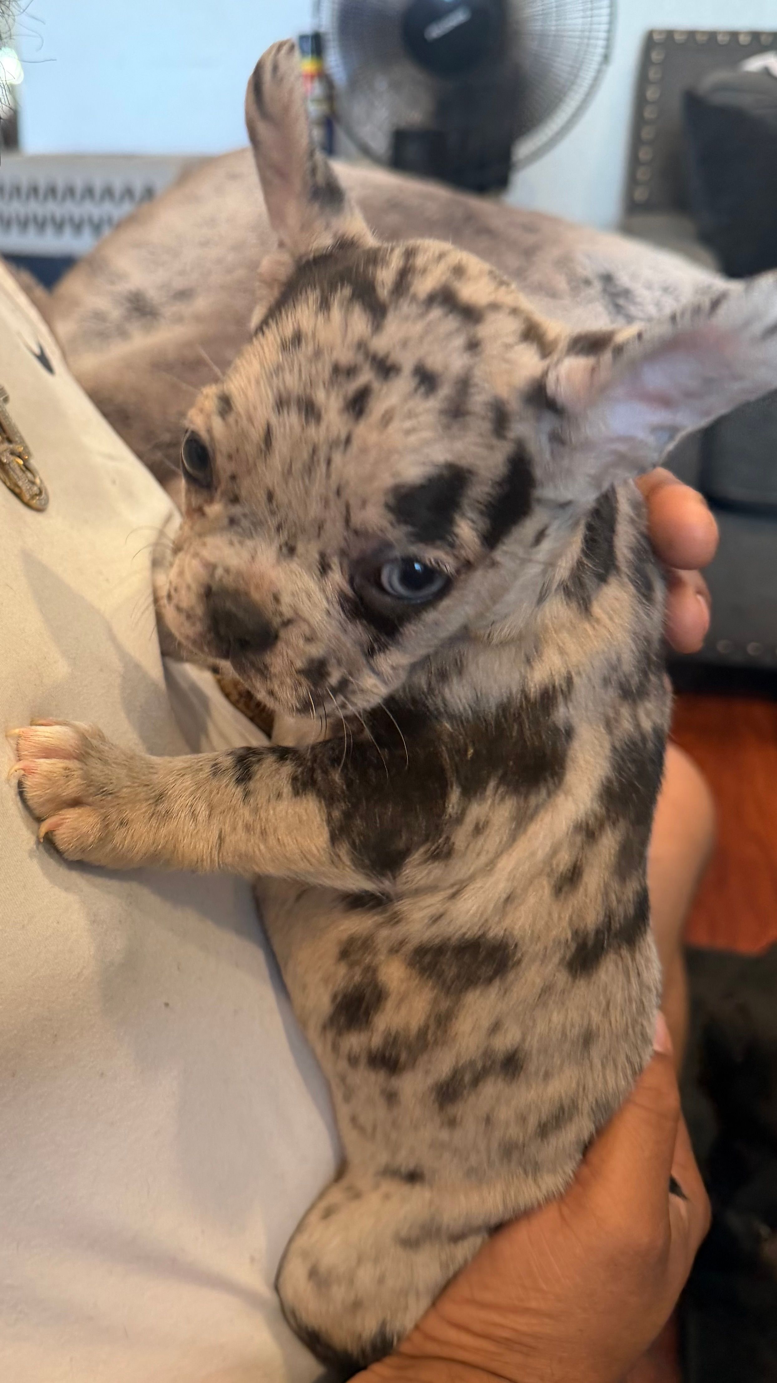 Gemini  – French Bulldog puppy for sale in Pomona, CA