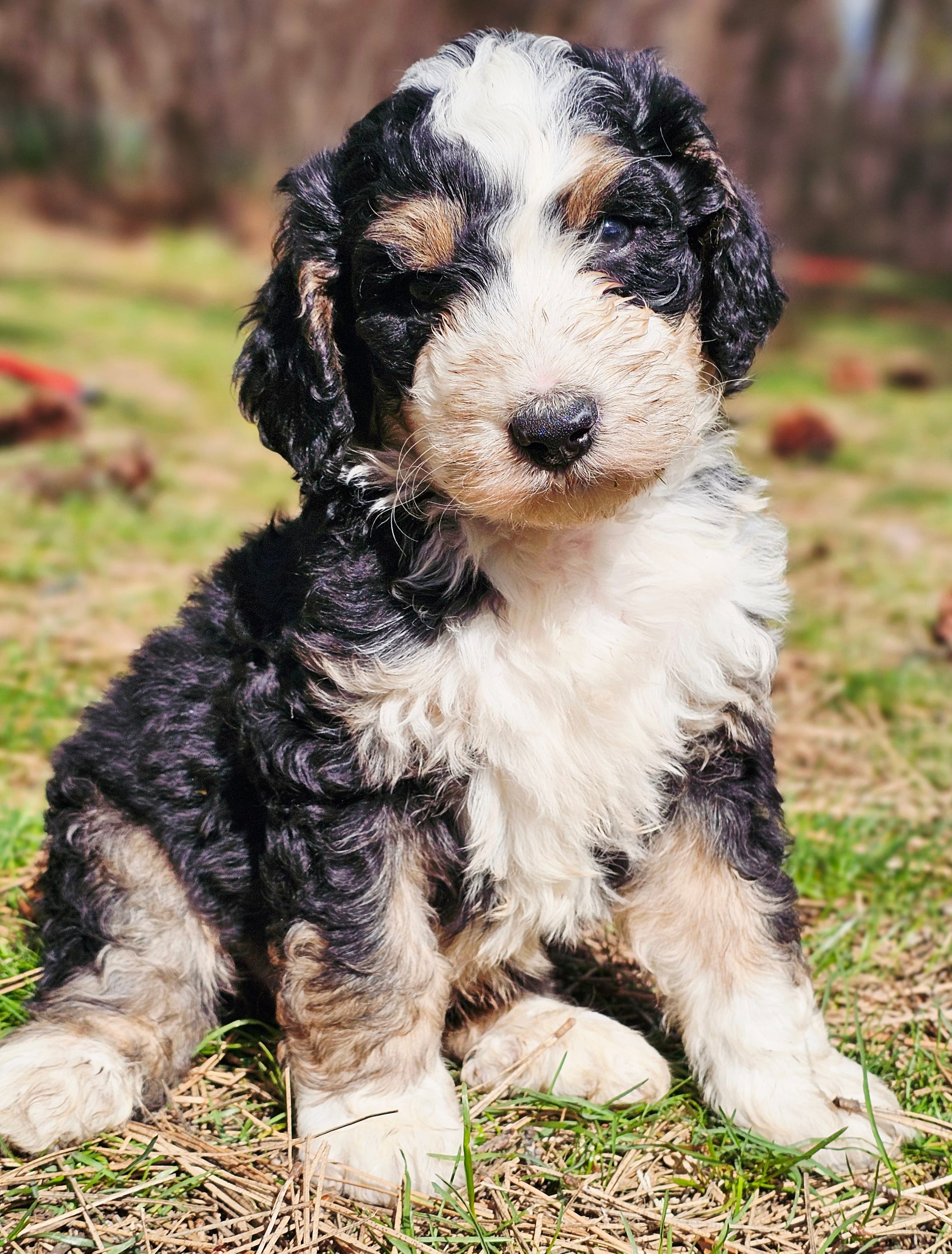 Barry – Bernedoodle puppy for sale in Renton, WA
