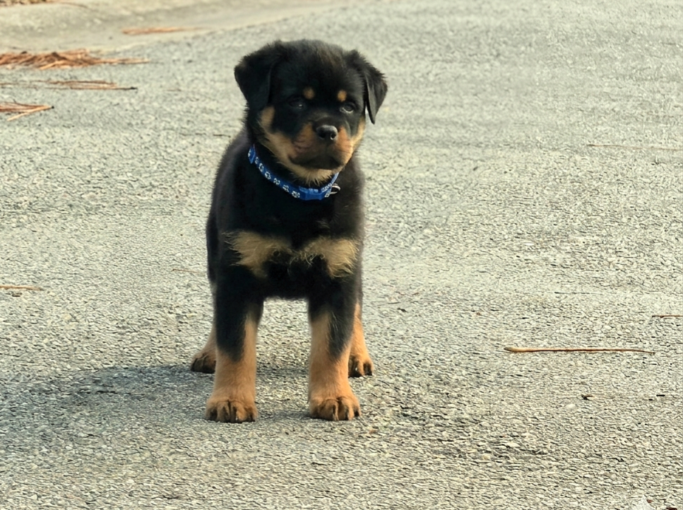Weston – Rottweiler puppy for sale in Loxahatchee, FL