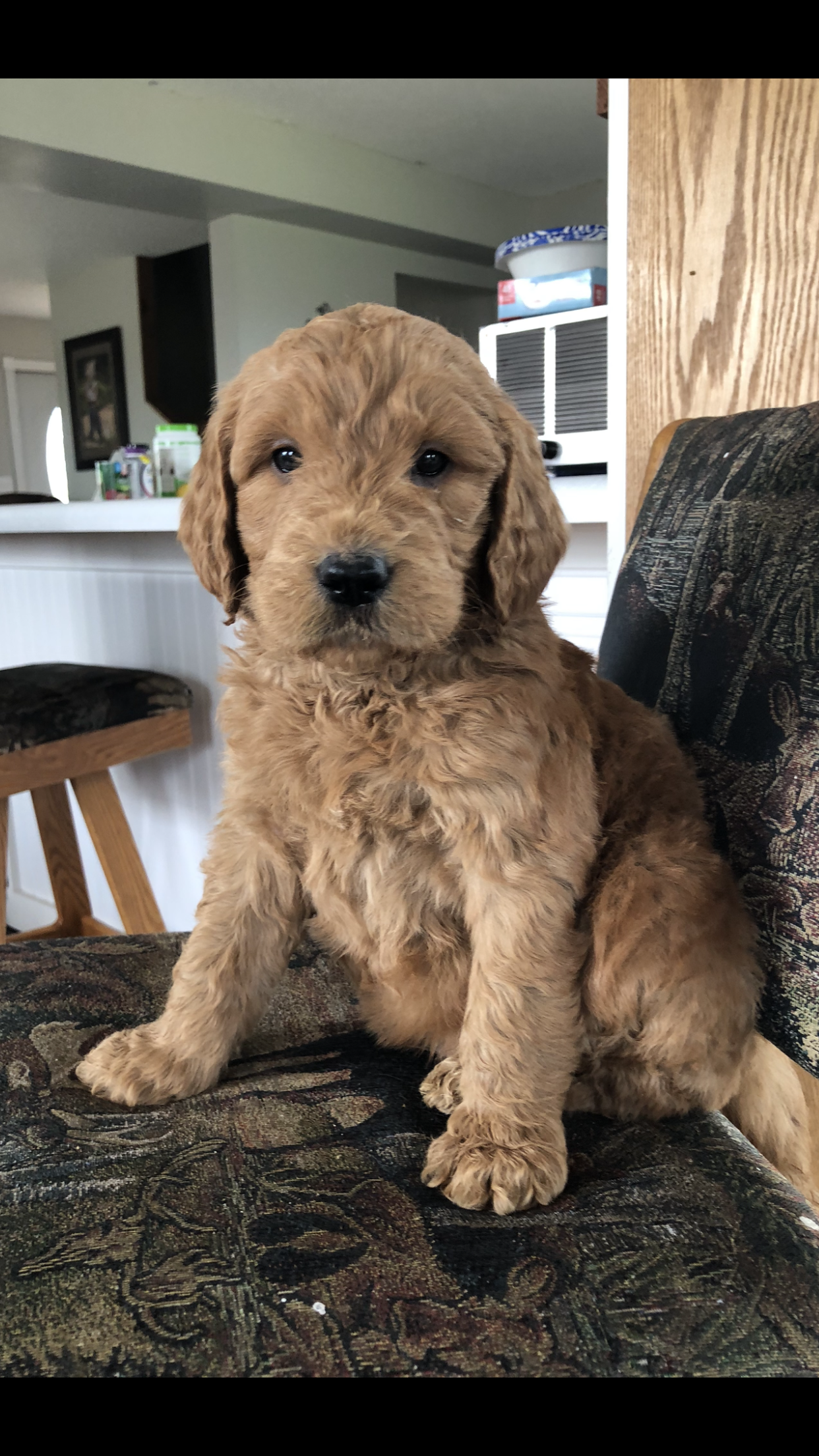Charlie – Goldendoodle puppy for sale in Deer River, MN
