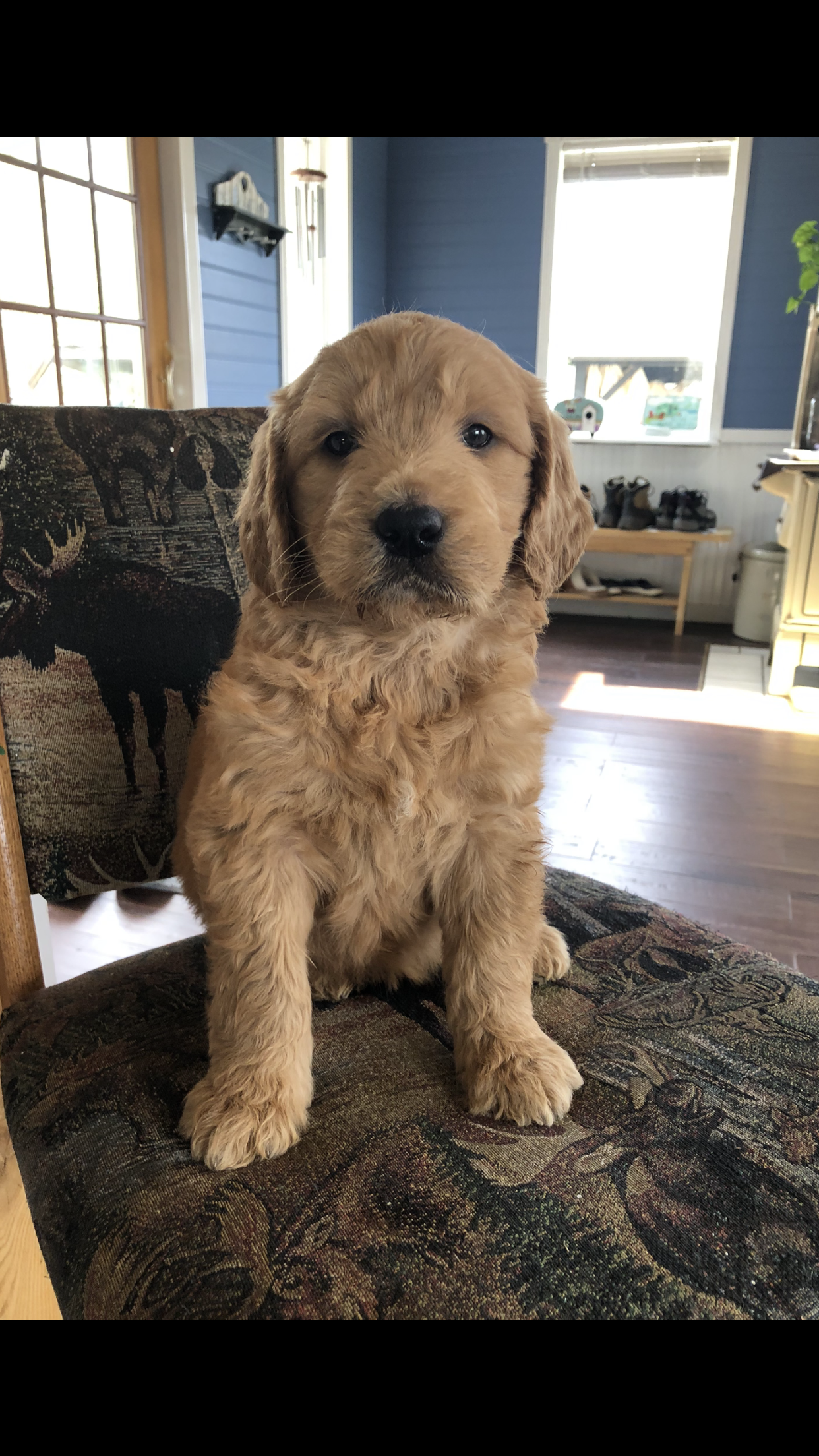 Shiloh – Goldendoodle puppy for sale in Deer River, MN