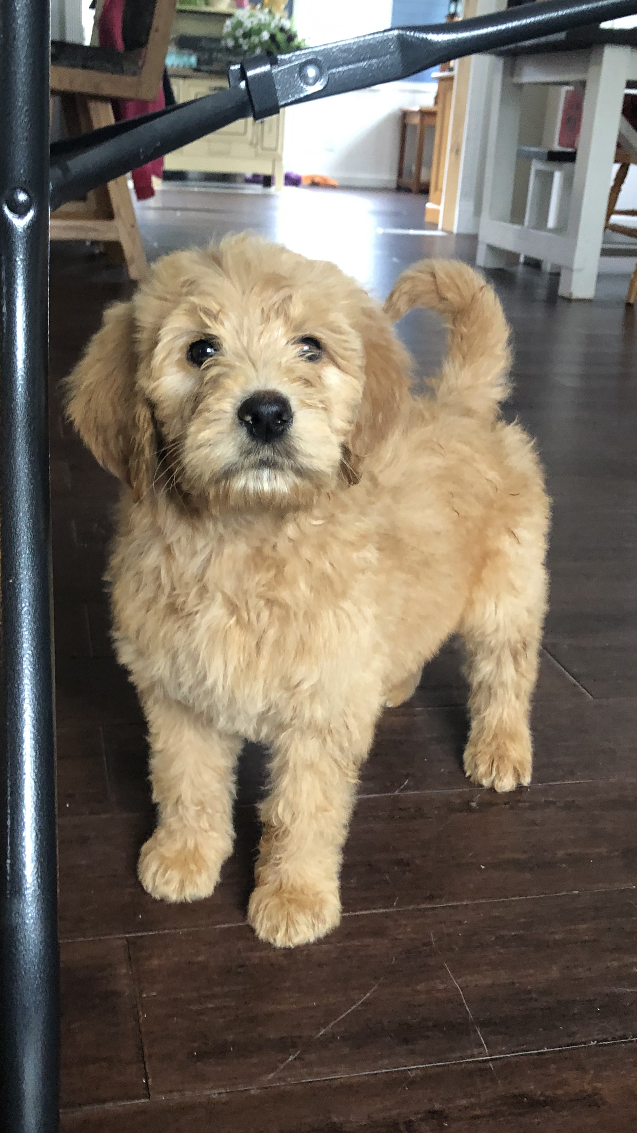 Daisy – Goldendoodle puppy for sale in Deer River, MN