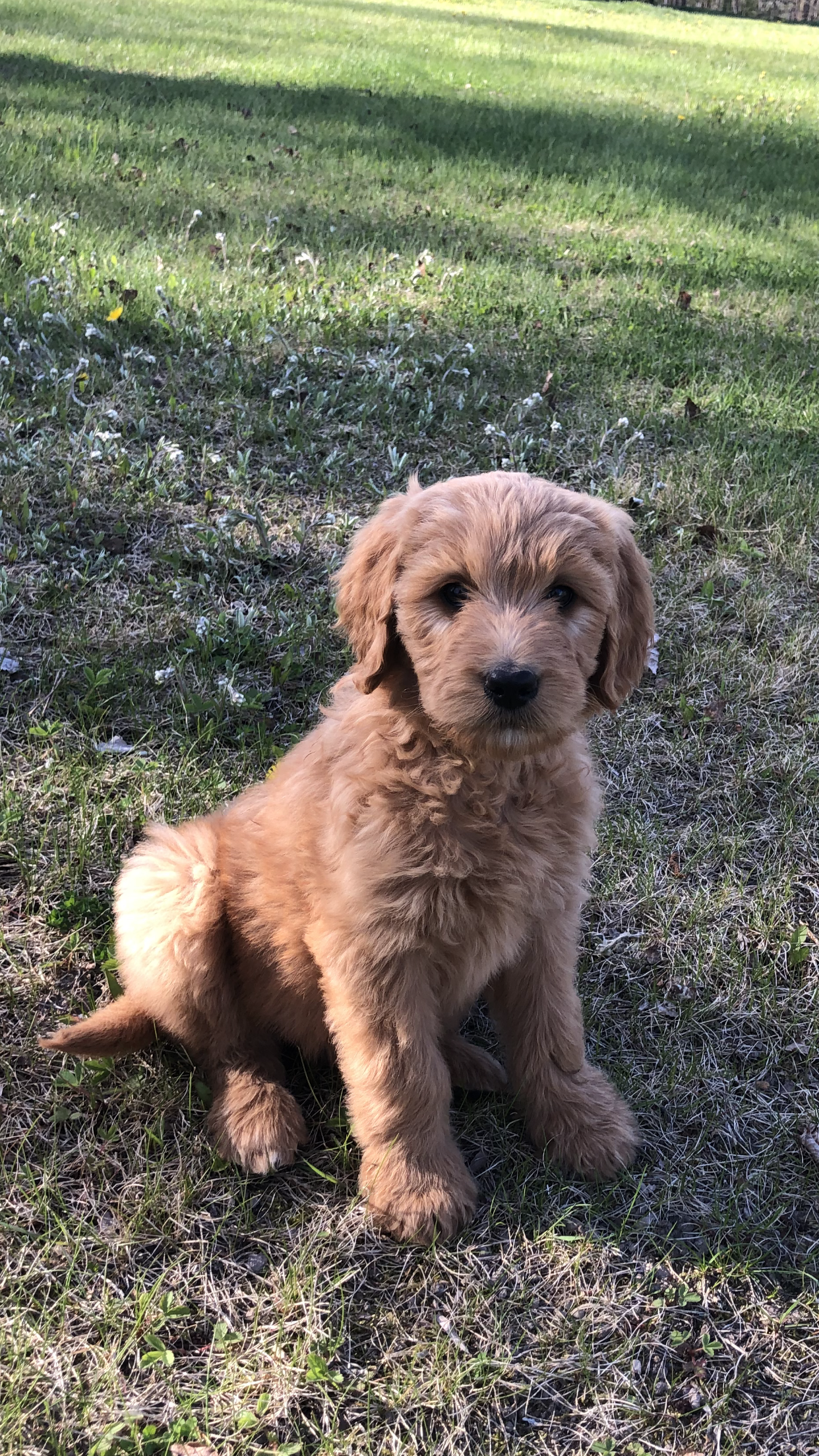Hazel – Goldendoodle puppy for sale in Deer River, MN