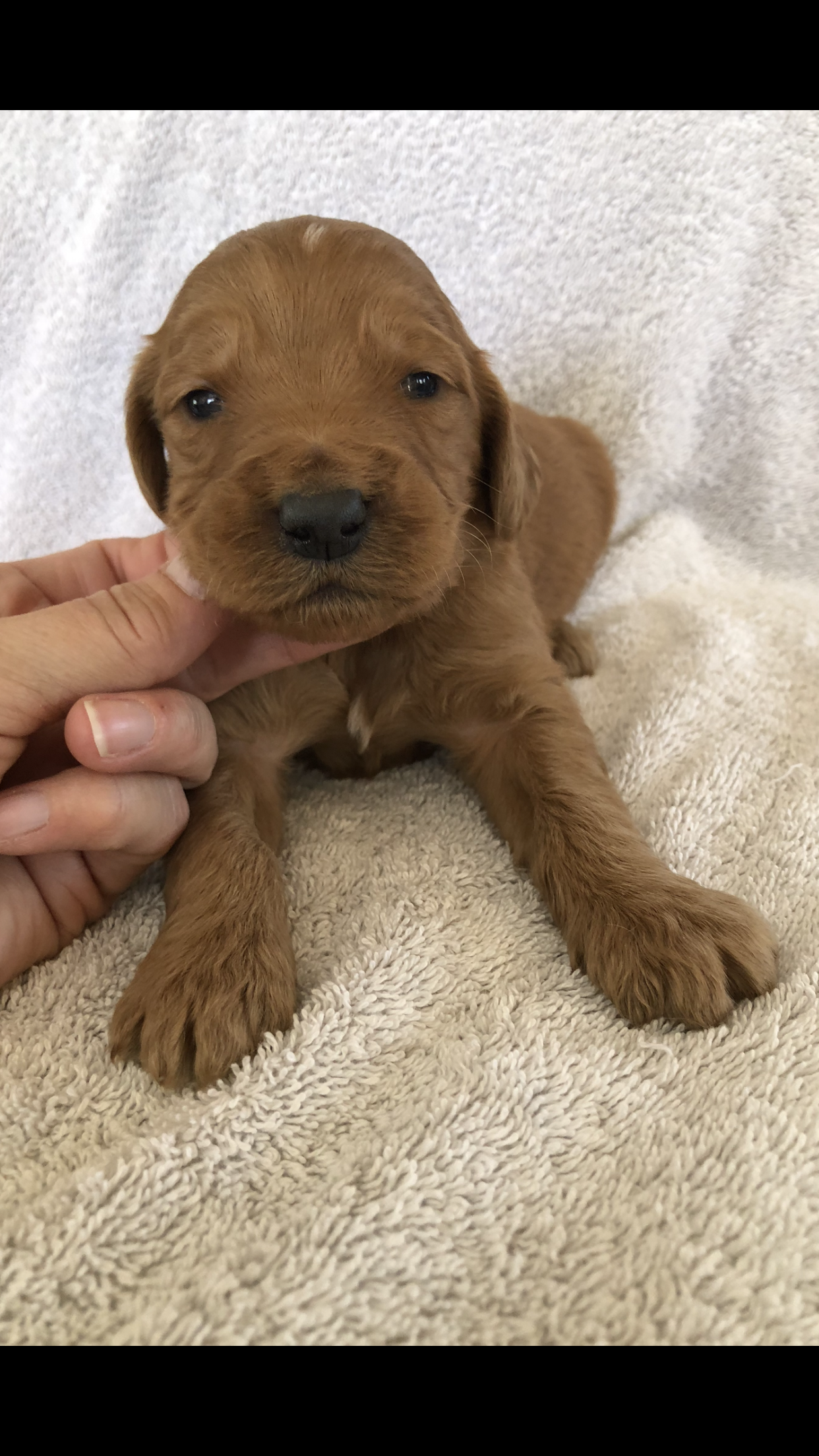 Rocko – Goldendoodle puppy for sale in Deer River, MN
