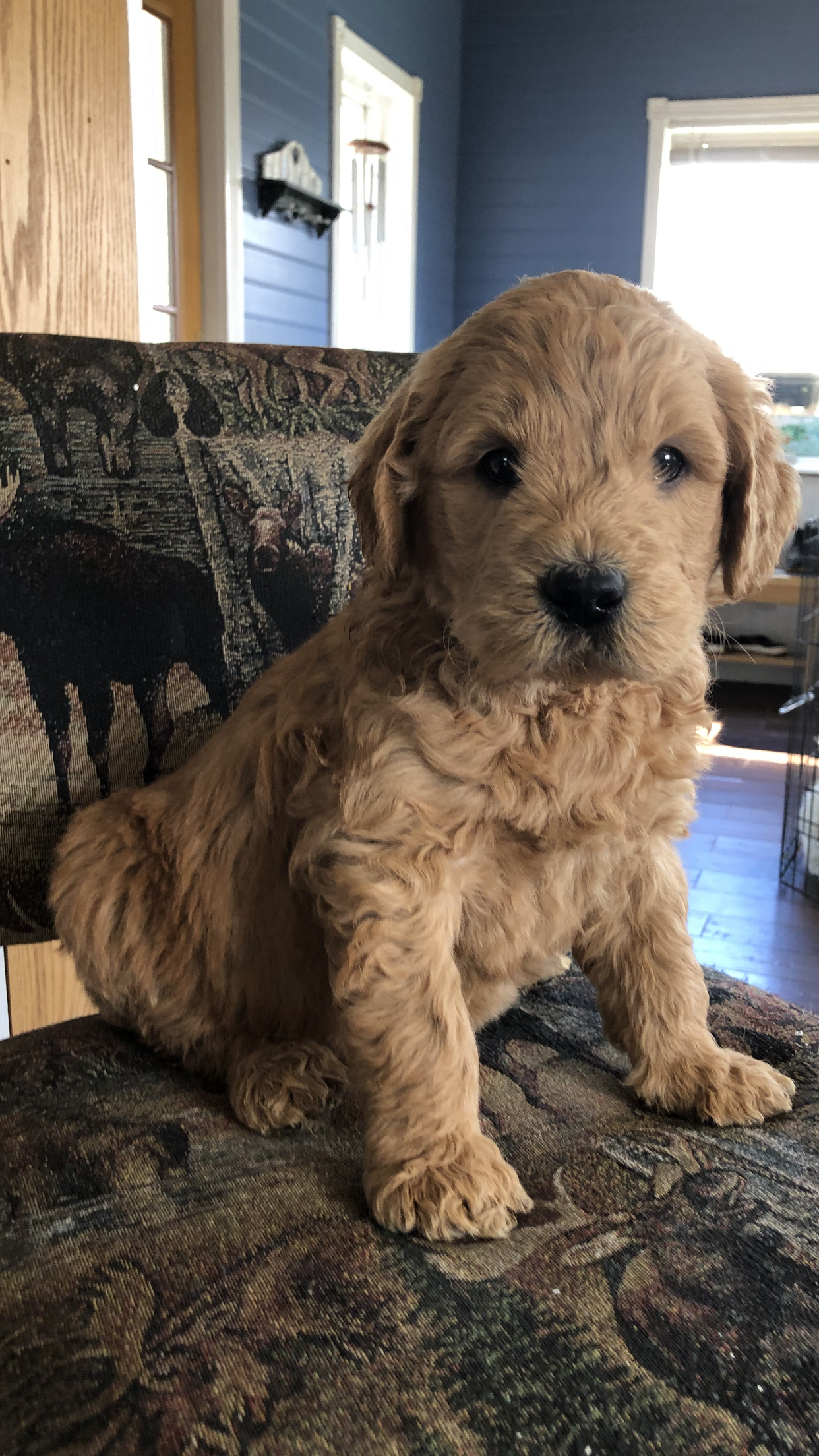 Archie – Goldendoodle puppy for sale in Deer River, MN