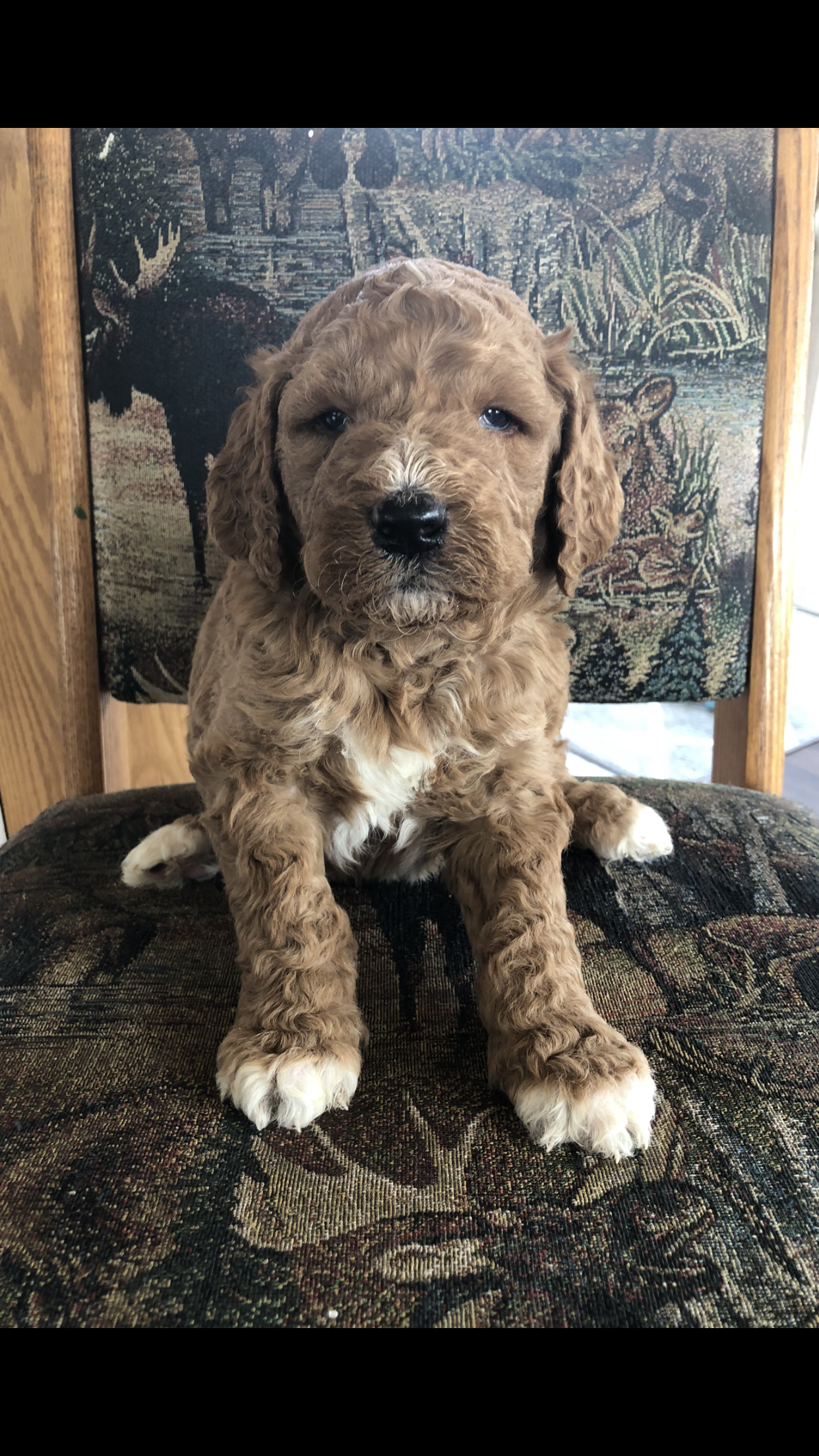 Otis – Goldendoodle puppy for sale in Deer River, MN