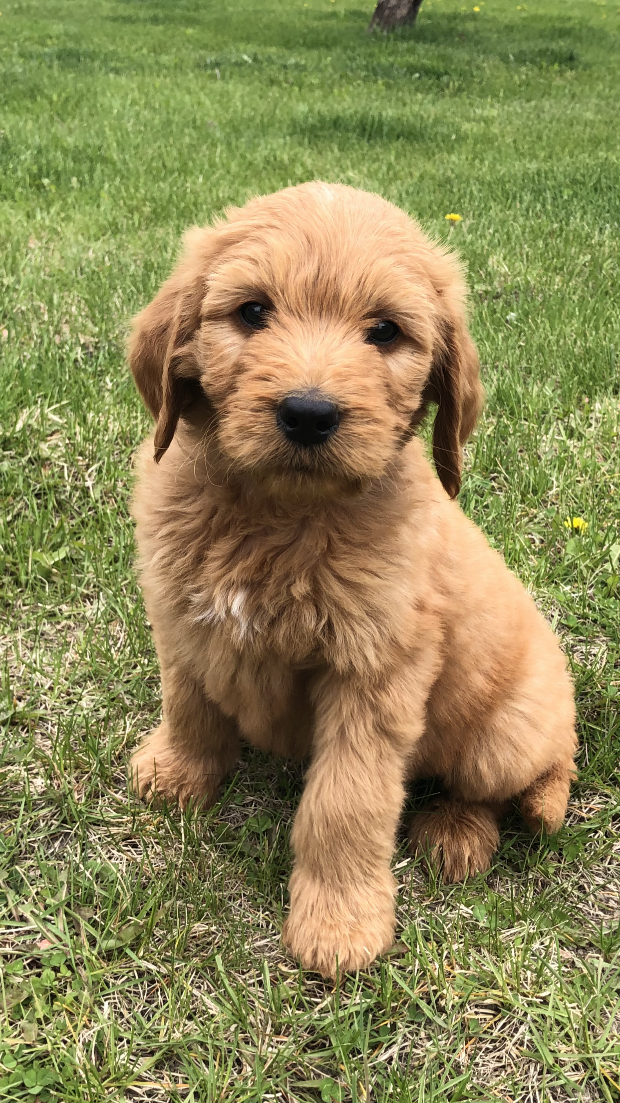 Rocko – Goldendoodle puppy for sale in Deer River, MN