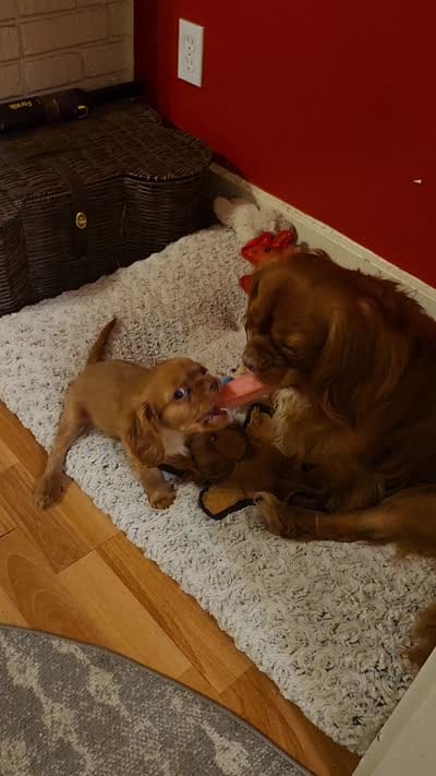 Jay Jay, a male Cavalier King Charles Spaniel for sale in Pittsburgh, PA – 2 of 10