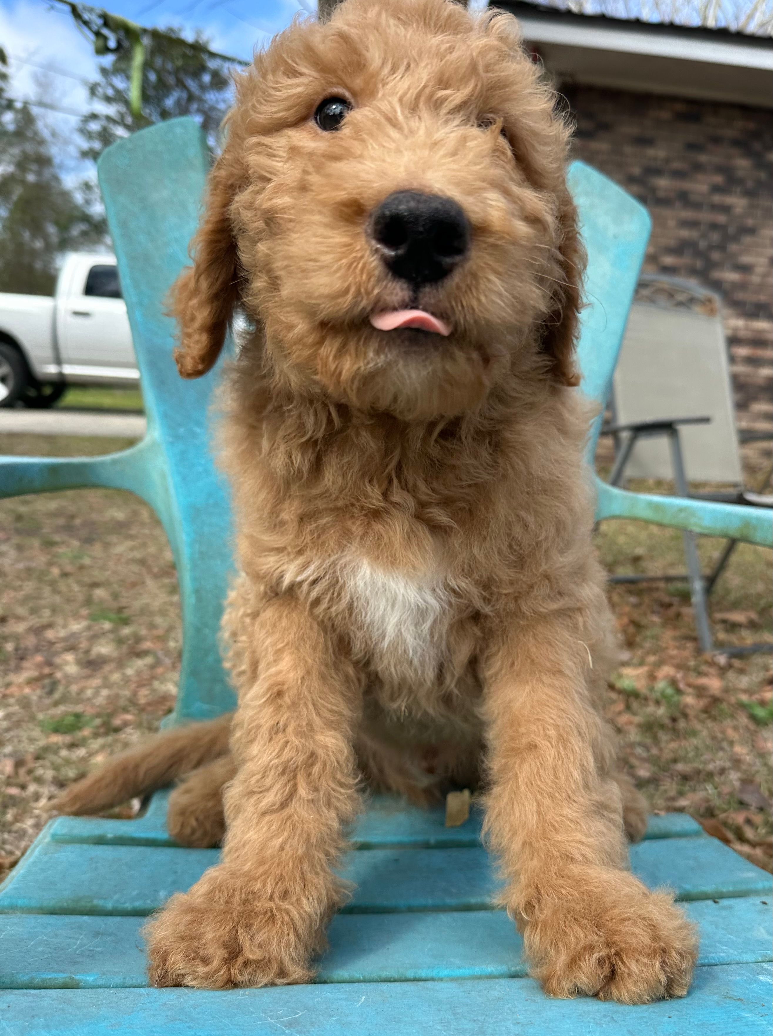 Blonde Boy 1 – Labradoodle puppy for sale in Macon, GA
