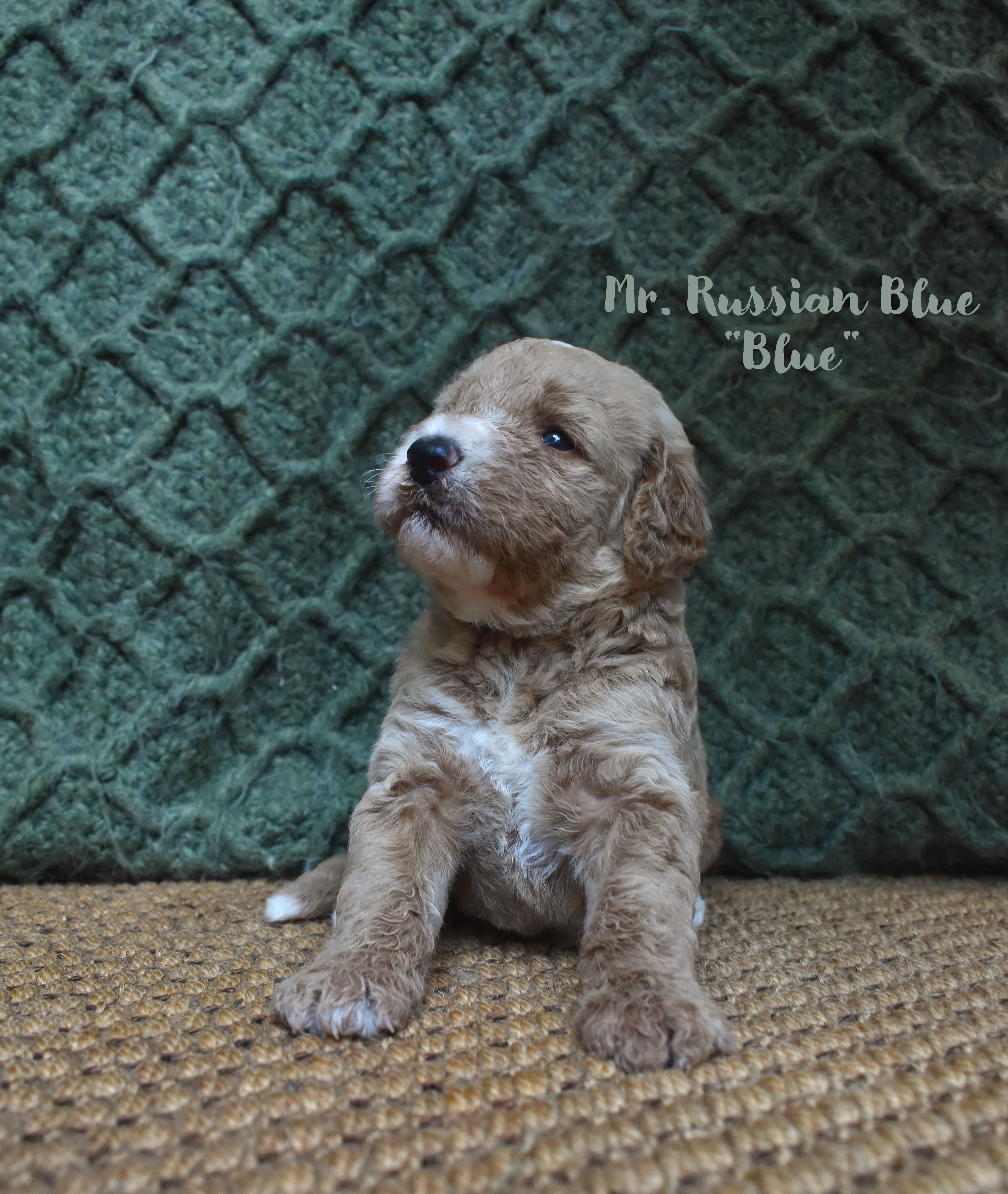 Blue – Labradoodle puppy for sale in Waverly, GA