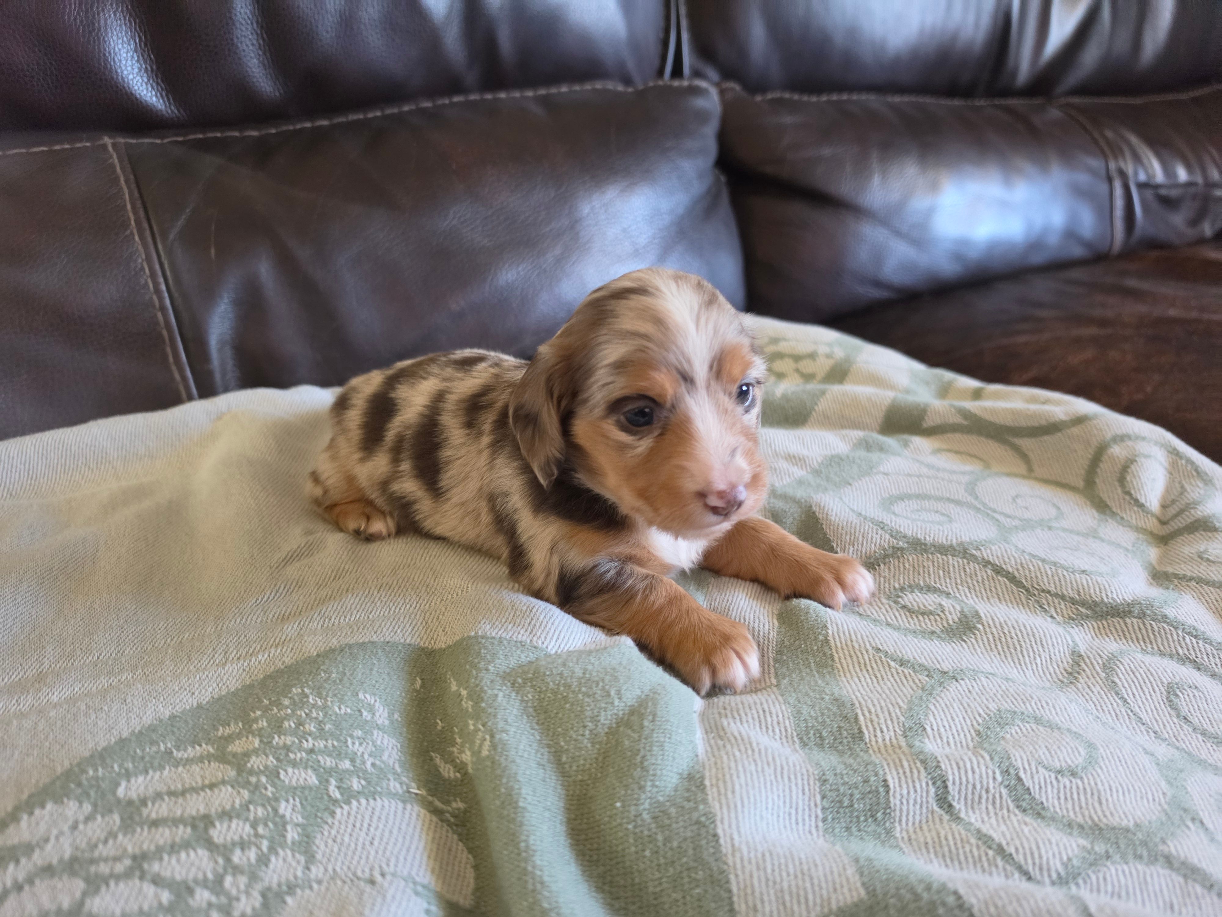 Speckles – Miniature Dachshund puppy for sale in Jackson, GA