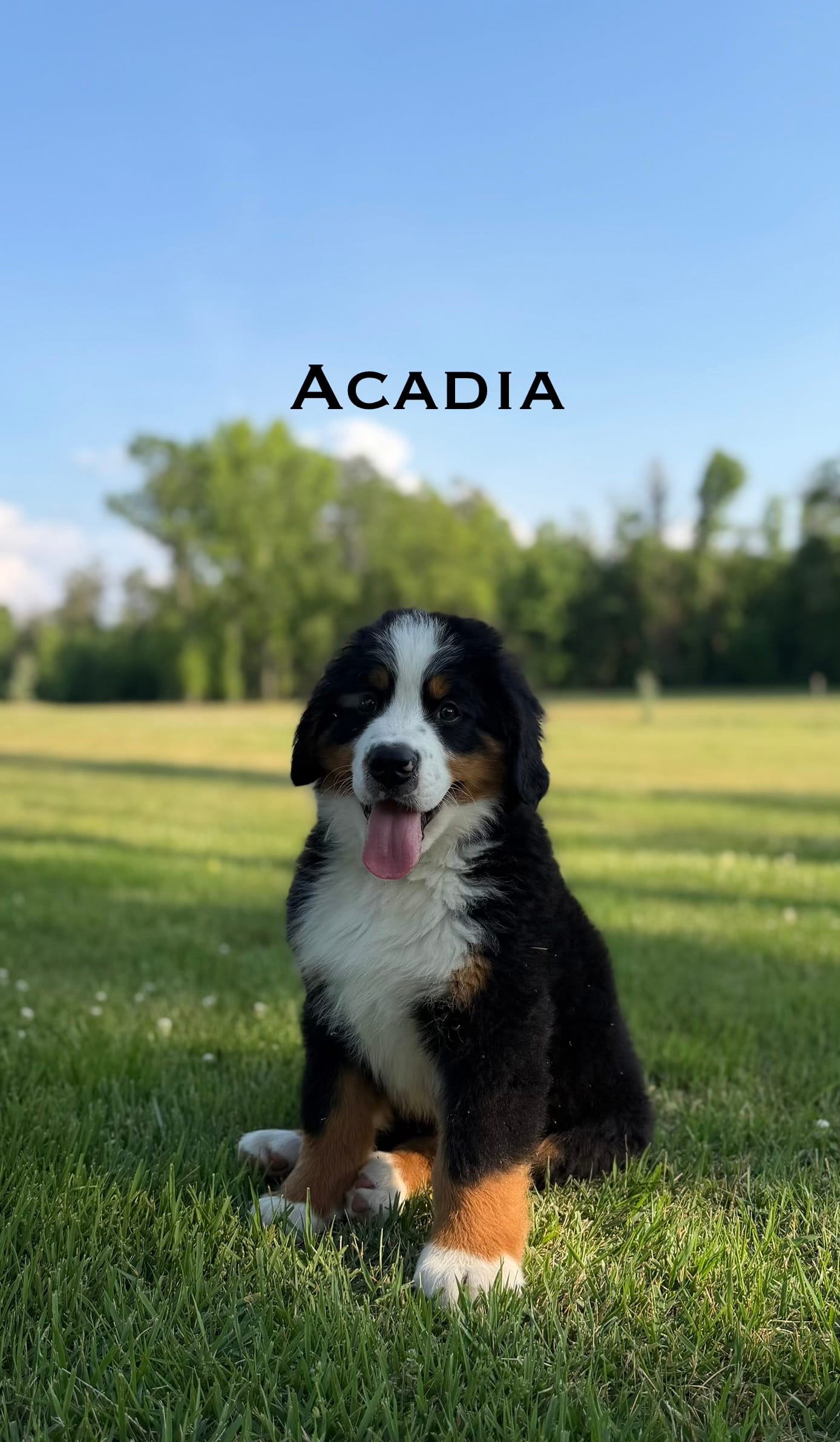 Acadia – Bernese Mountain Dog puppy for sale in Westminster, SC