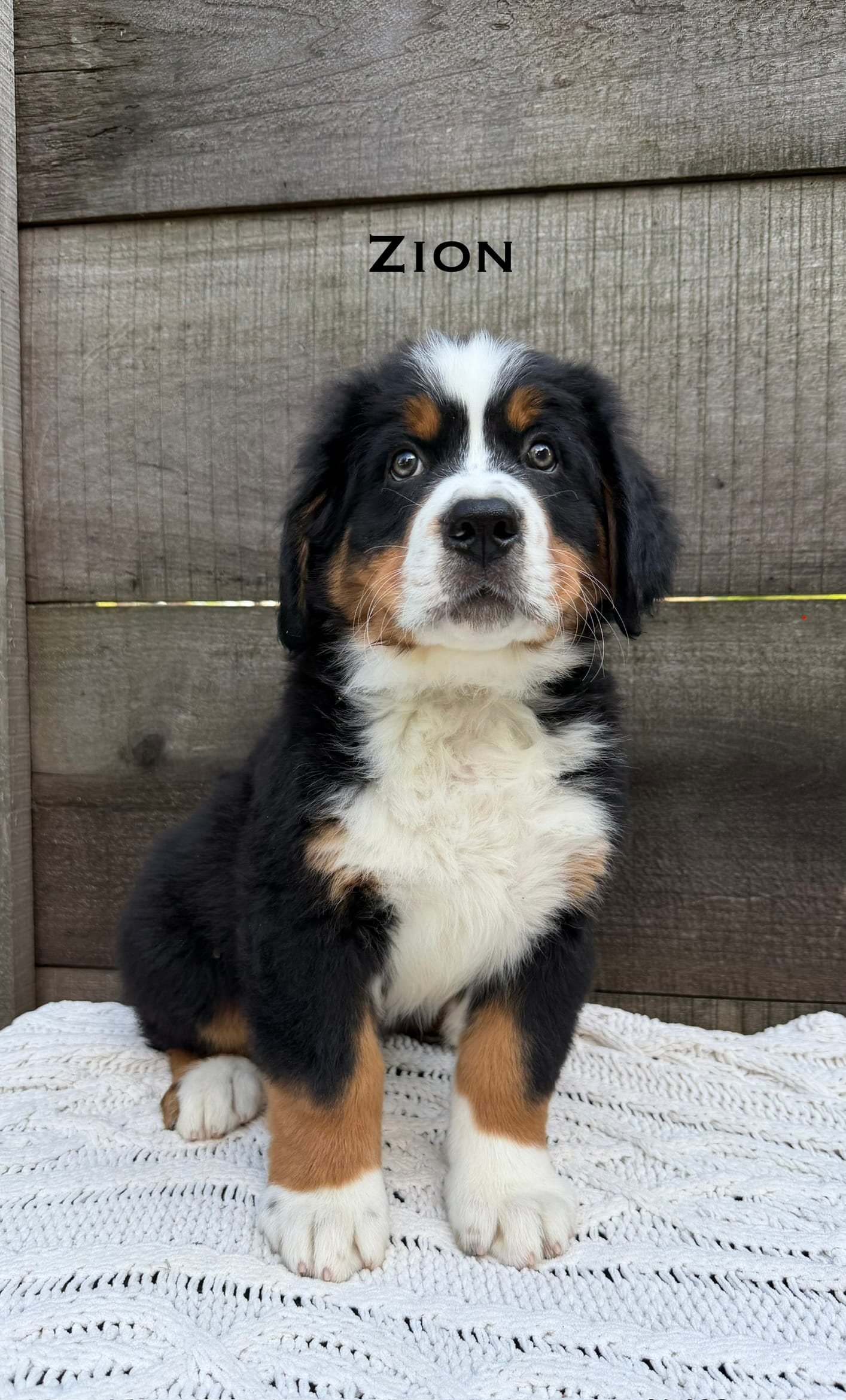 Zion – Bernese Mountain Dog puppy for sale in Westminster, SC