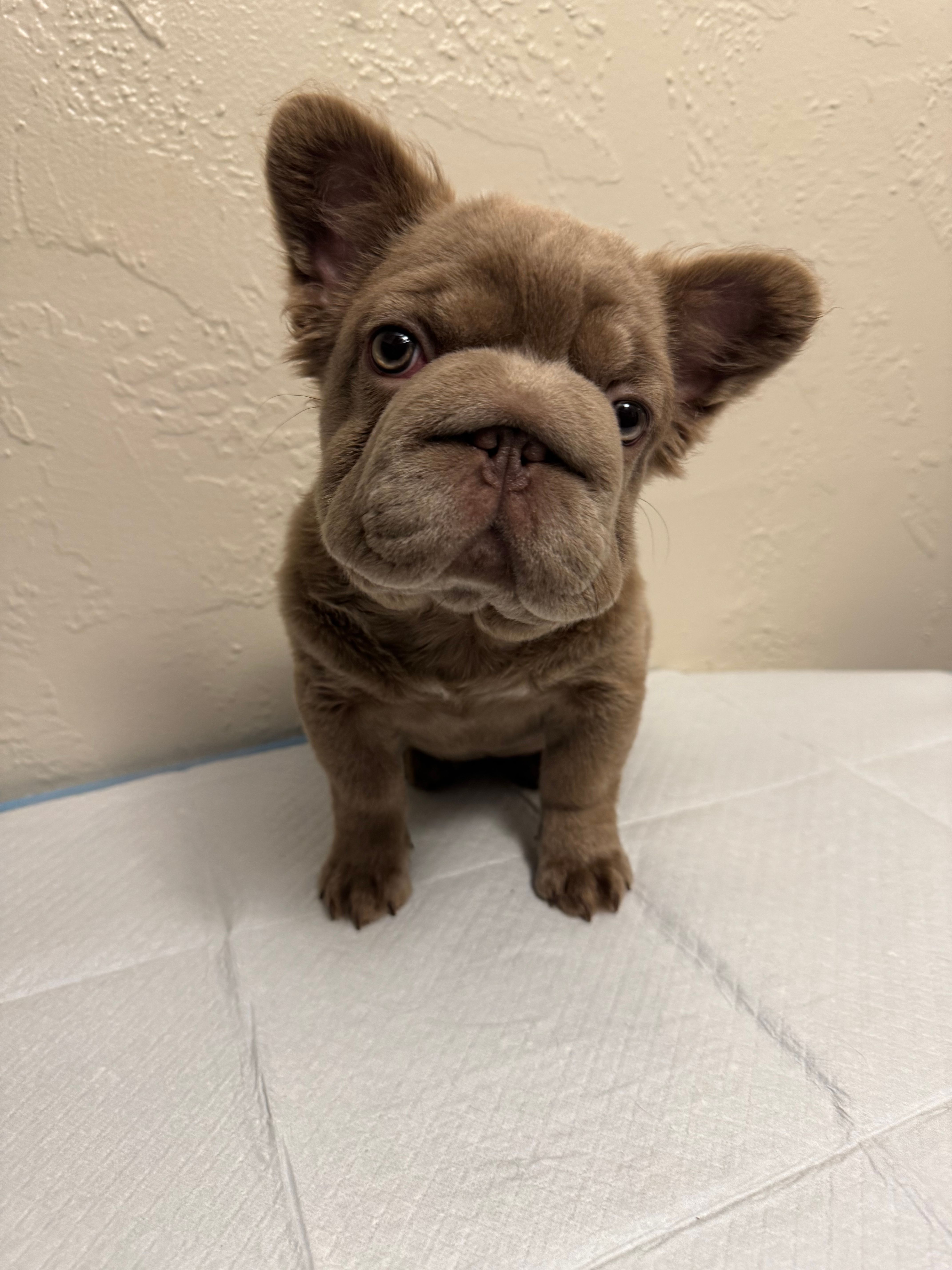 Big Rope Izabella fluffy female  – French Bulldog puppy for sale in Austintown, OH