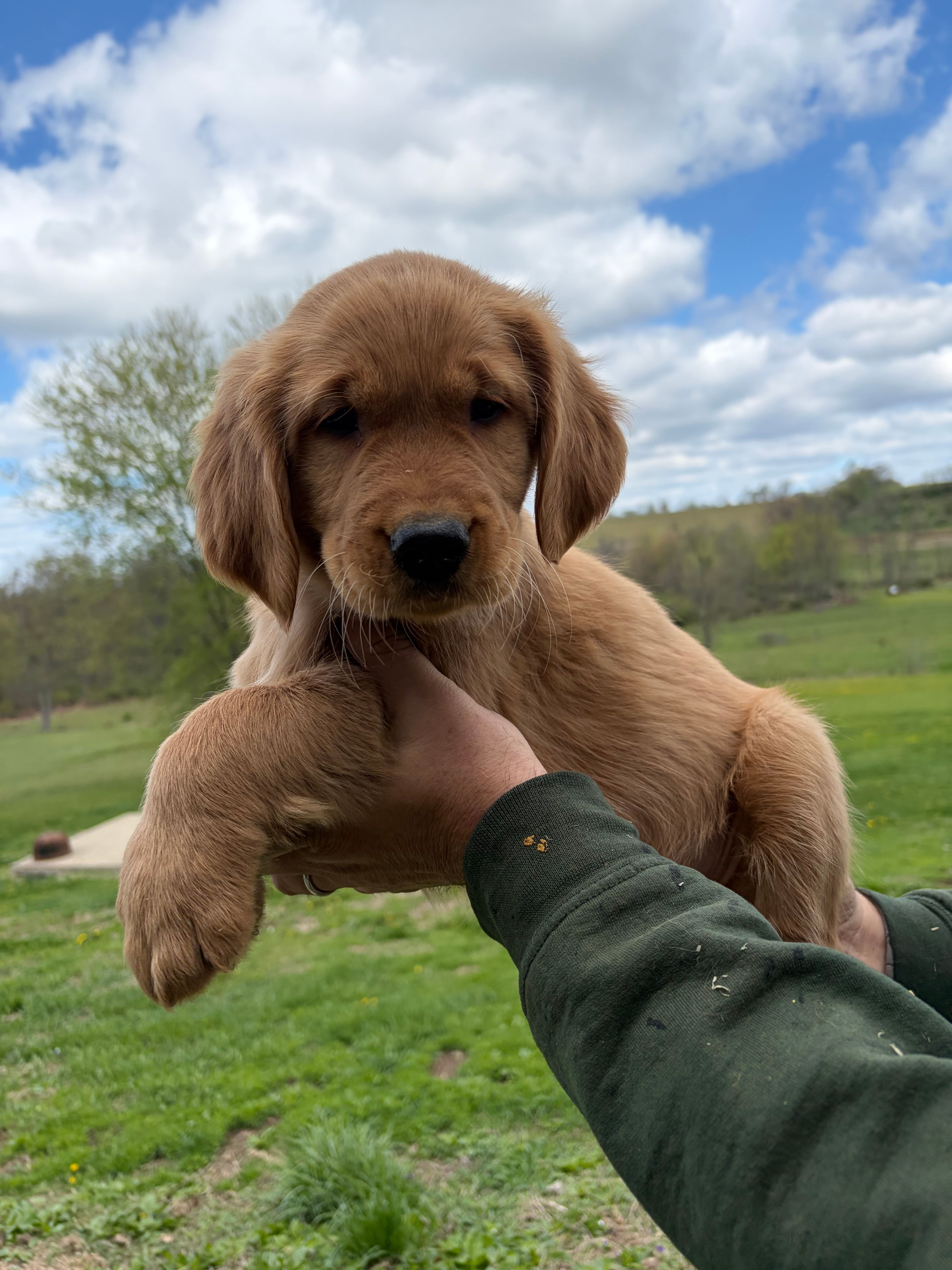 Duke – Golden Retriever puppy for sale in Danville, PA