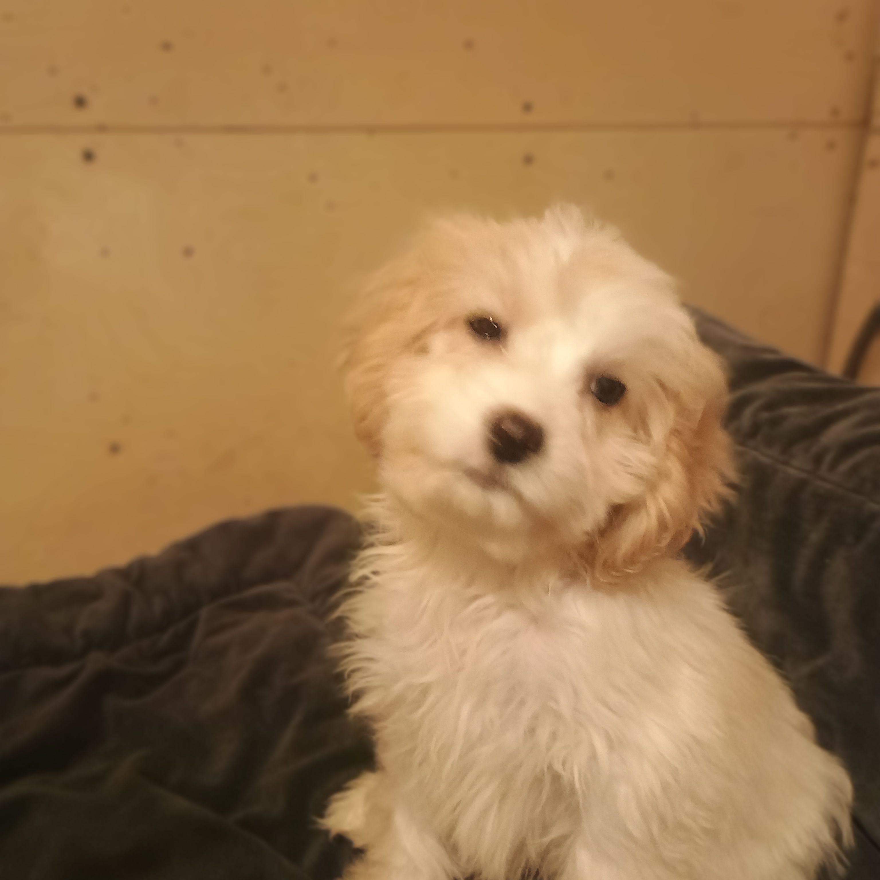 Dallas – Cavapoo puppy for sale in Waldron, AR