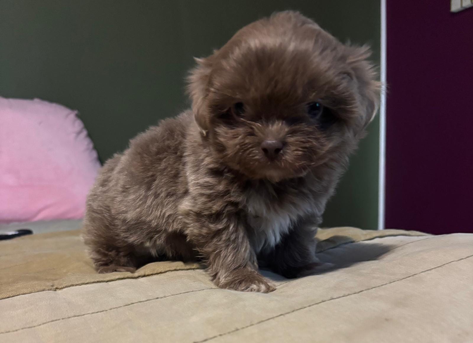 Blue  – Shih Tzu puppy for sale in Orlando, FL