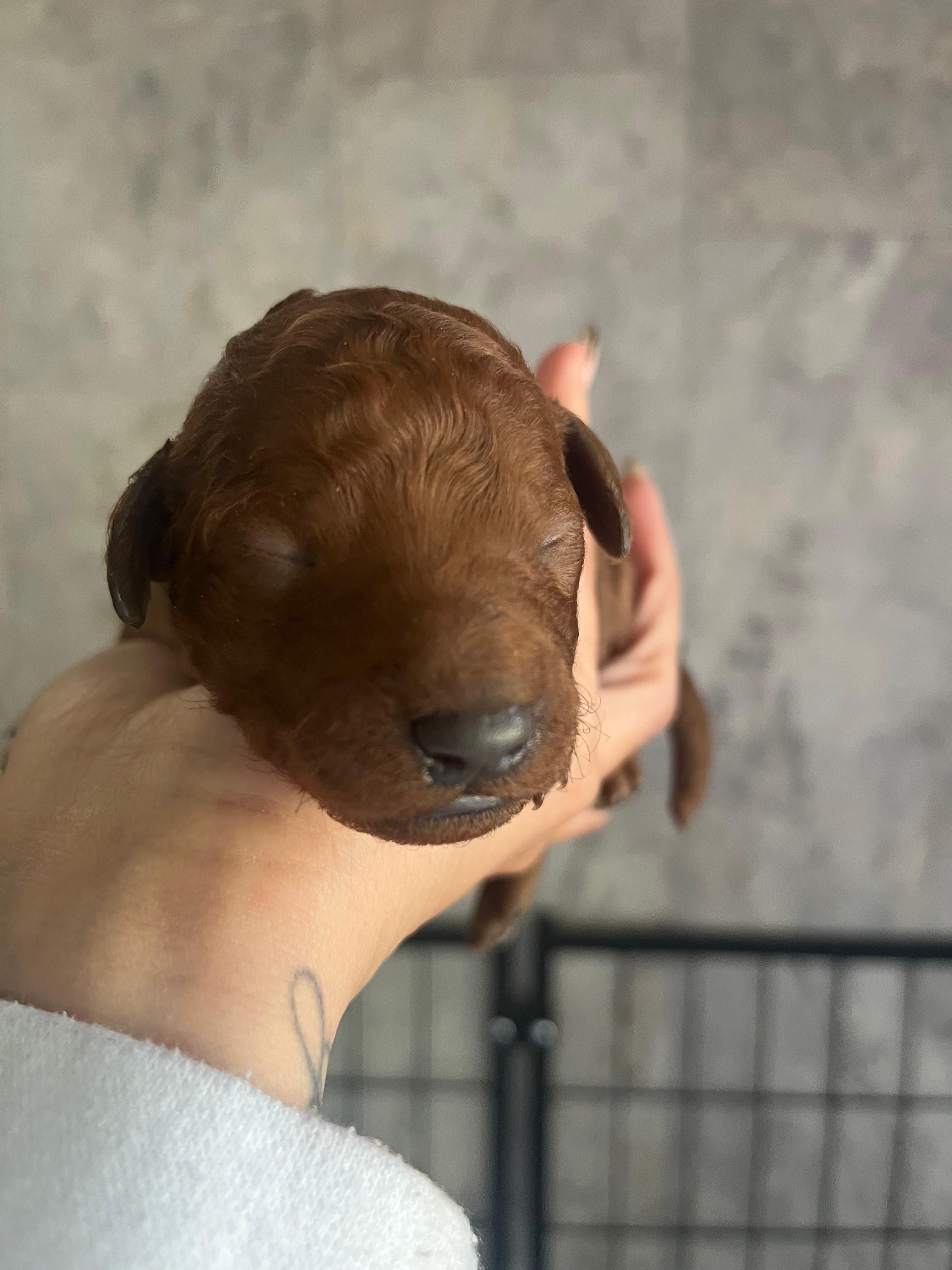 Rocky – Goldendoodle, Poodle - Miniature  puppy for sale in Orlando, FL