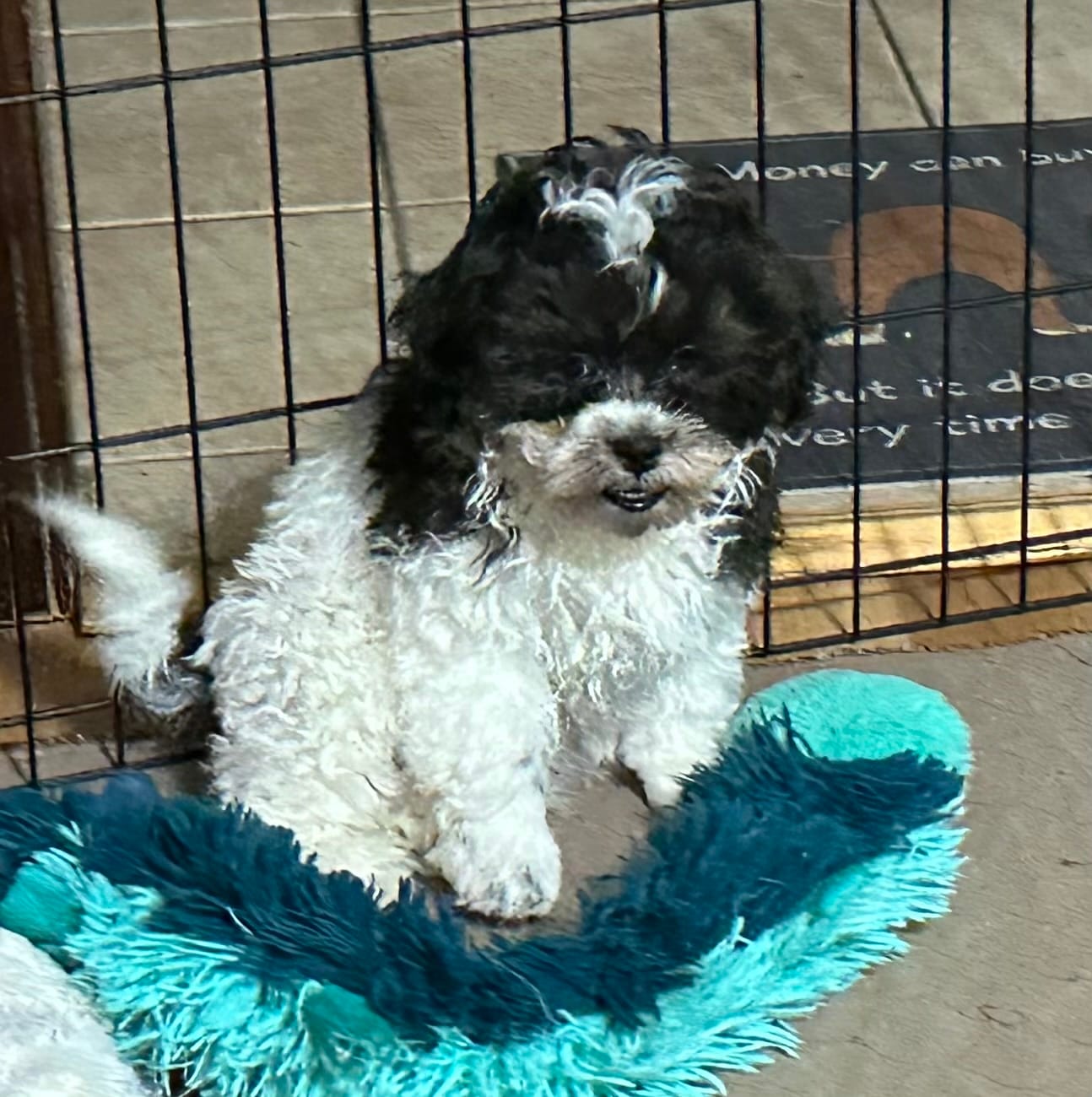 Roger – Shihpoo puppy for sale in Gloucester, VA