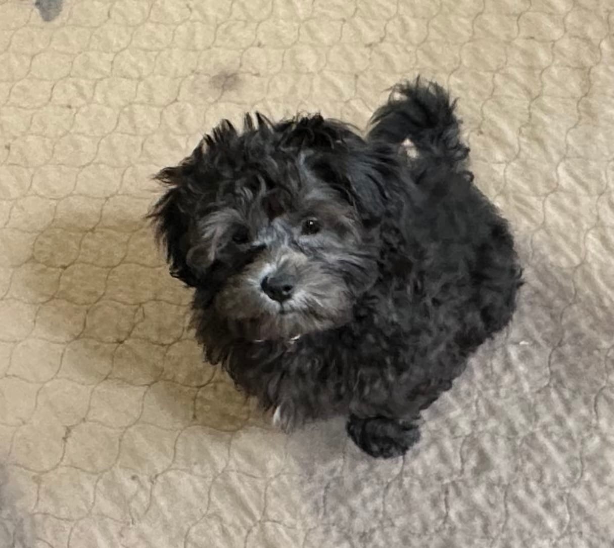 Rocky – Shihpoo puppy for sale in Gloucester, VA