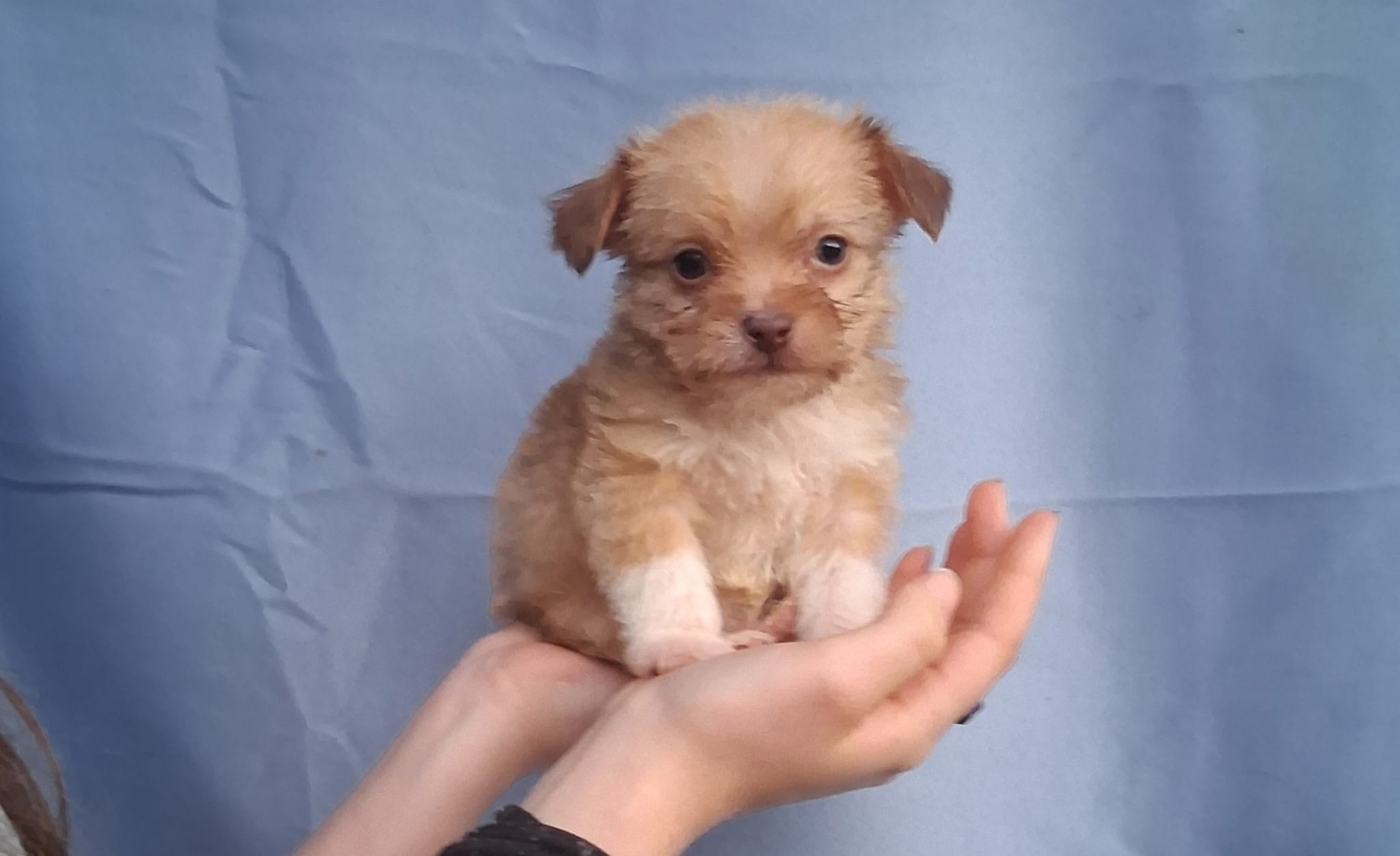Grizzly  – Malchi puppy for sale in Roanoke, VA