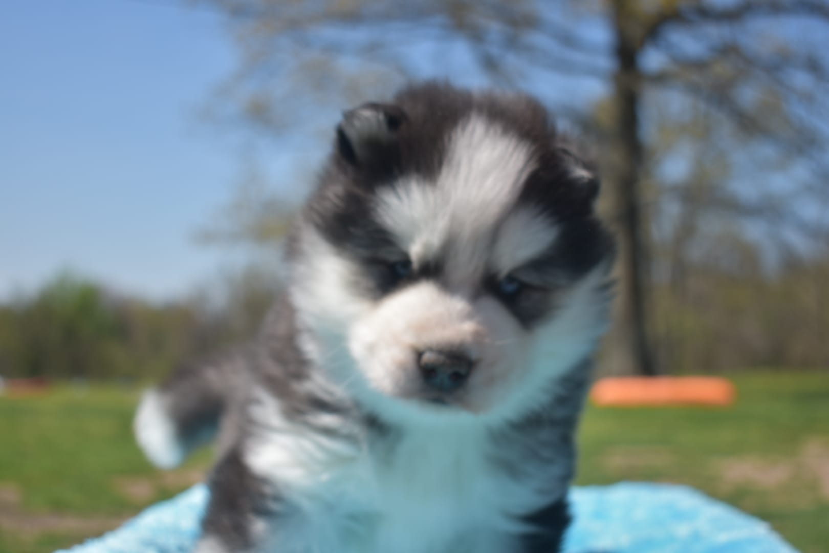 Dale – Siberian Husky puppy for sale in Granby, MO