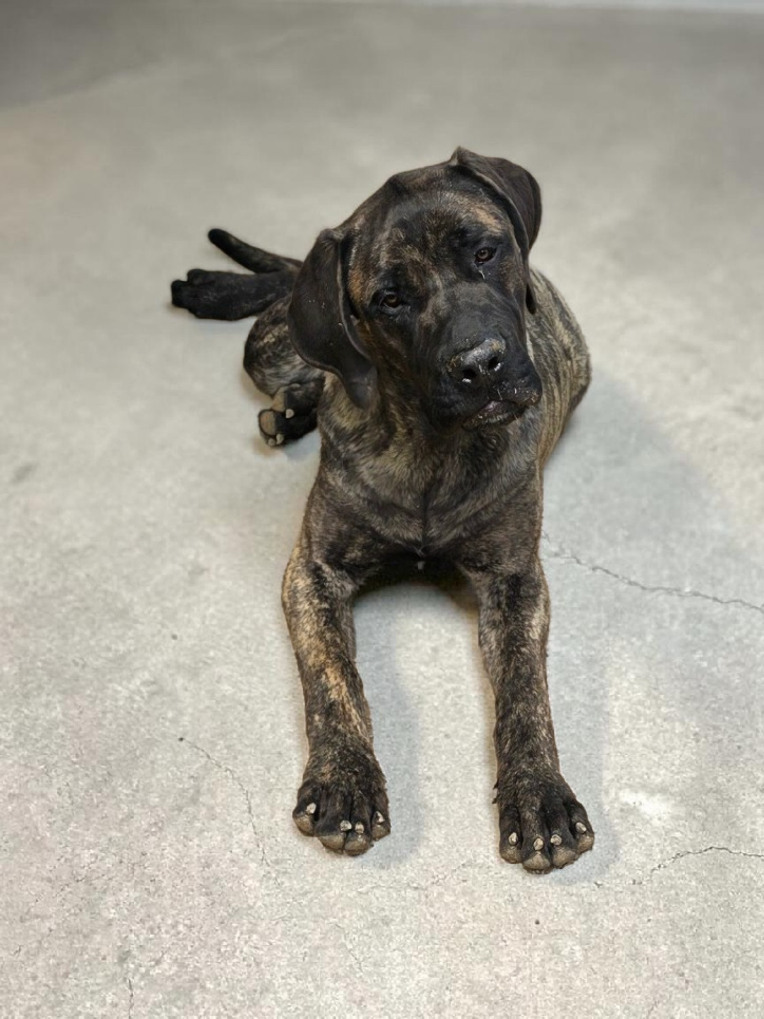 Steve  – English Mastiff puppy for sale in Granby, MO